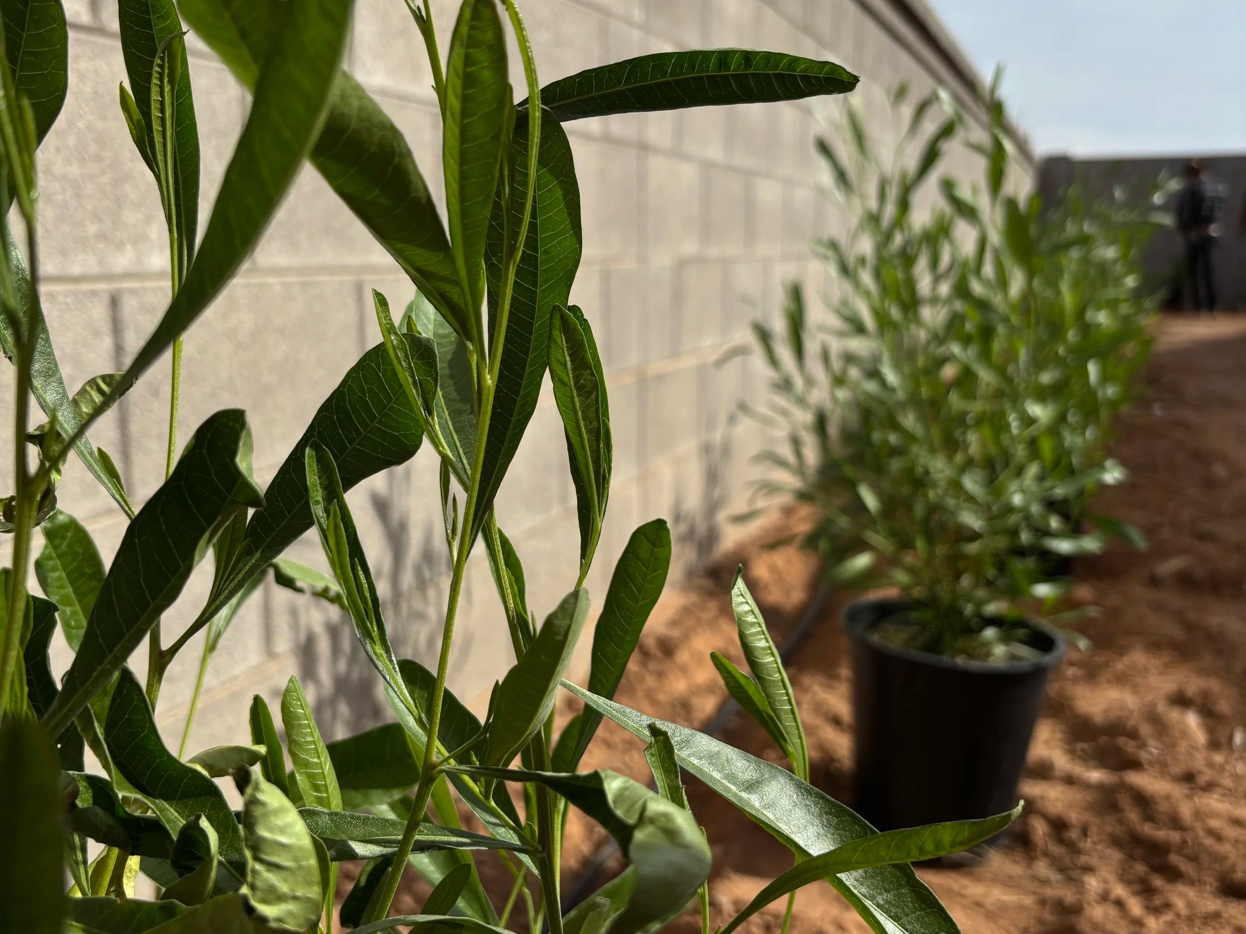 Prepping for a backyard tree installation by Better Life Landscape & Design near Phoenix