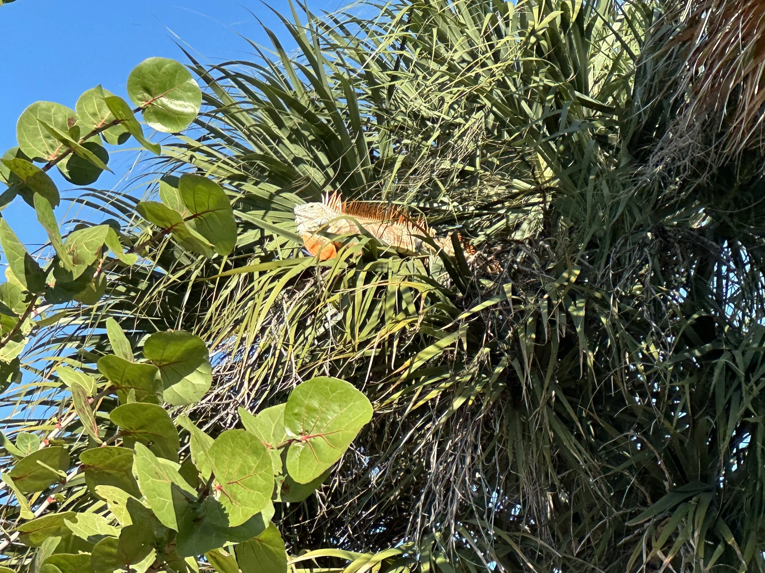 15 - We saw a colorful iguana sunning in a tree. A lot of Floridians aren't too crazy about the lizards, so they were likely quite happy later in the week when the night-time temperatures were in the 30's and the lizards were dropping from the trees.