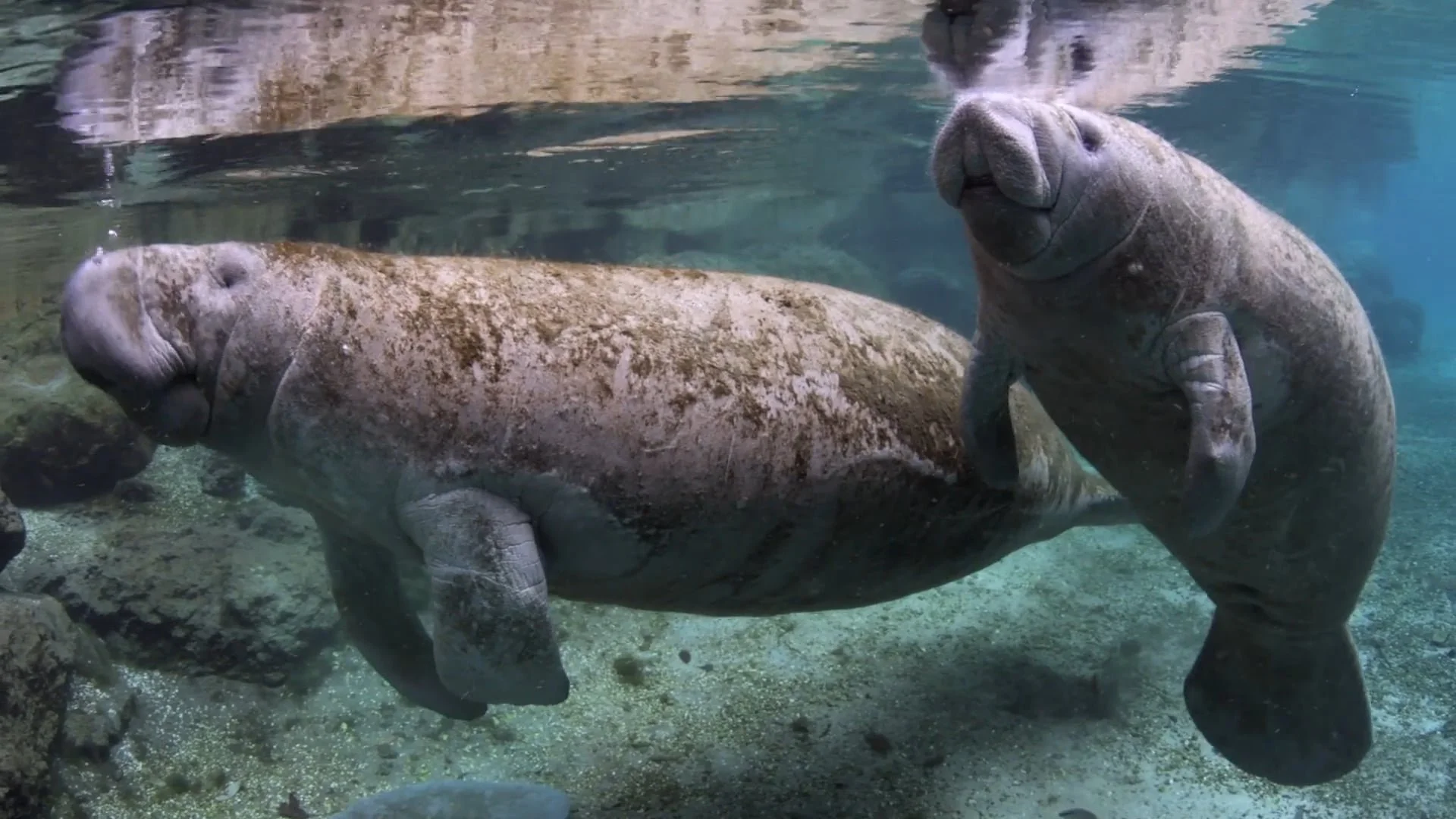 72 - Here's a photo of a momma and baby Manatee (from online) showing them underwater, so you can have the full experience.