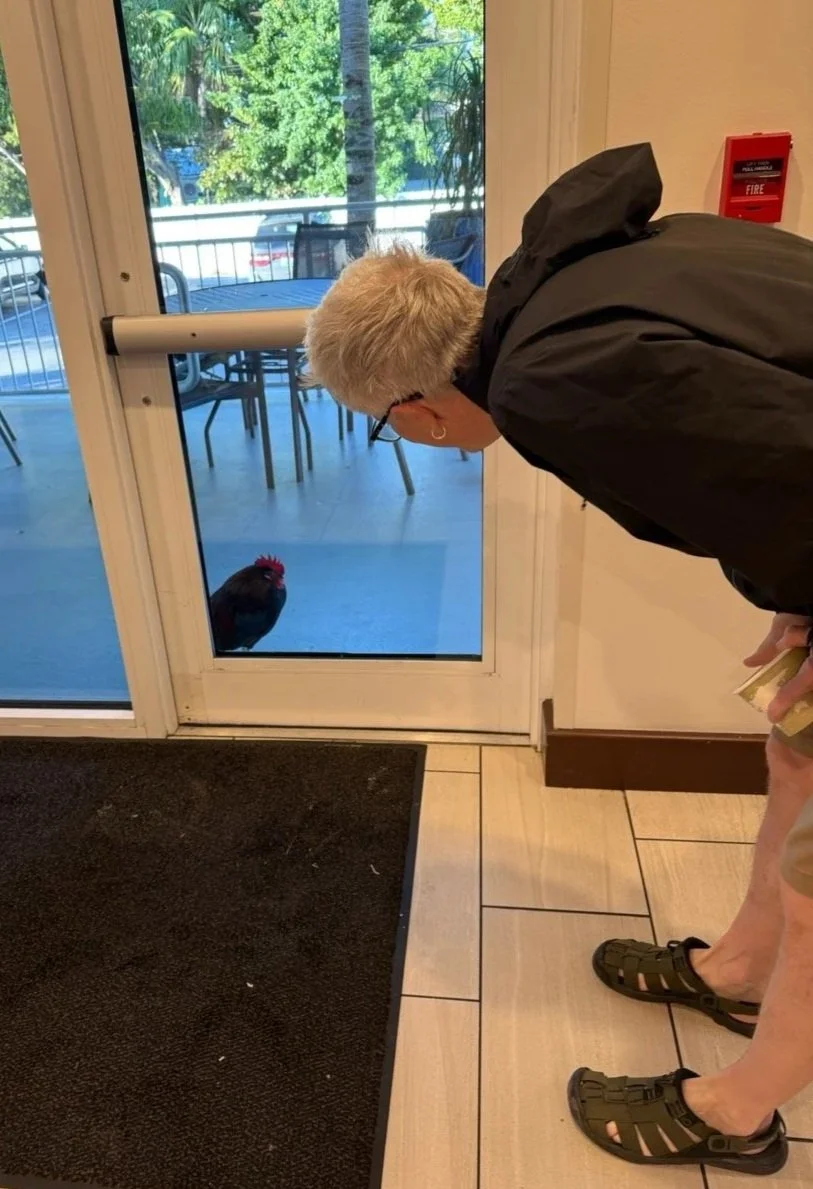 11 - Rick chats with chicken that wanted to enter our hotel.