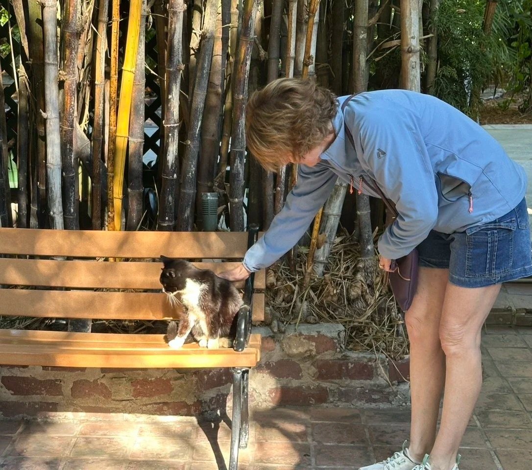 44 - The house and gardens are inhabited by about 60 cats, commonly called "Hemingway Cats." Legend has it that all cats on the property are descended from Snow White, a white six-toed cat given as a gift to the Hemingways by a sea captain.