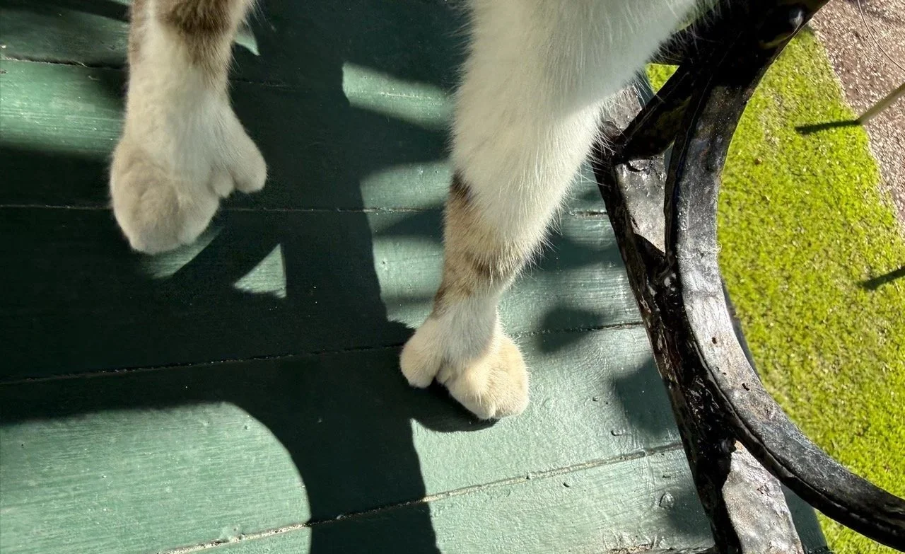 45 - About half the cats are "polydactyl," sporting six toes on each paw. Julie somehow managed to get one of those cats to model its rather odd-looking front paws!