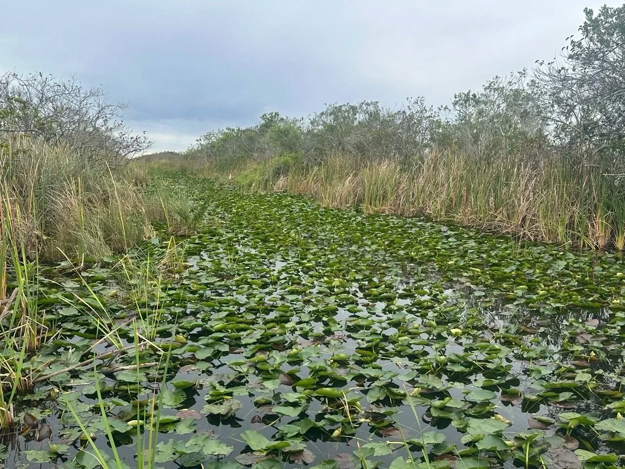 59 - Those airboats can go anywhere that has even just a shallow sheet of water. The southern part of the state is in a drought, and the water is about 2 feet lower than normal for this time of year.