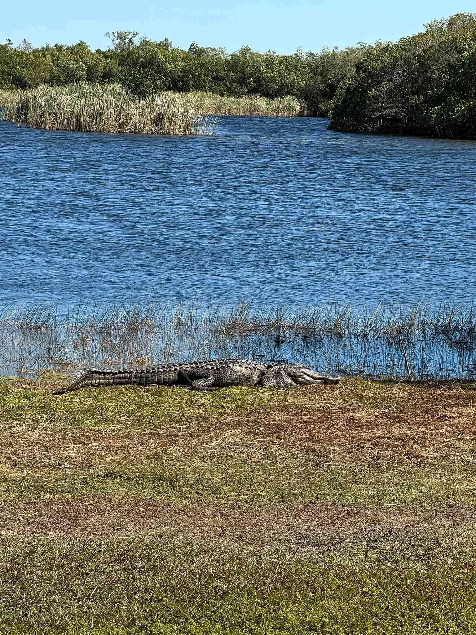 75 - A parting shot of one last alligator, as we leave the Park and prepare to make our way back home.