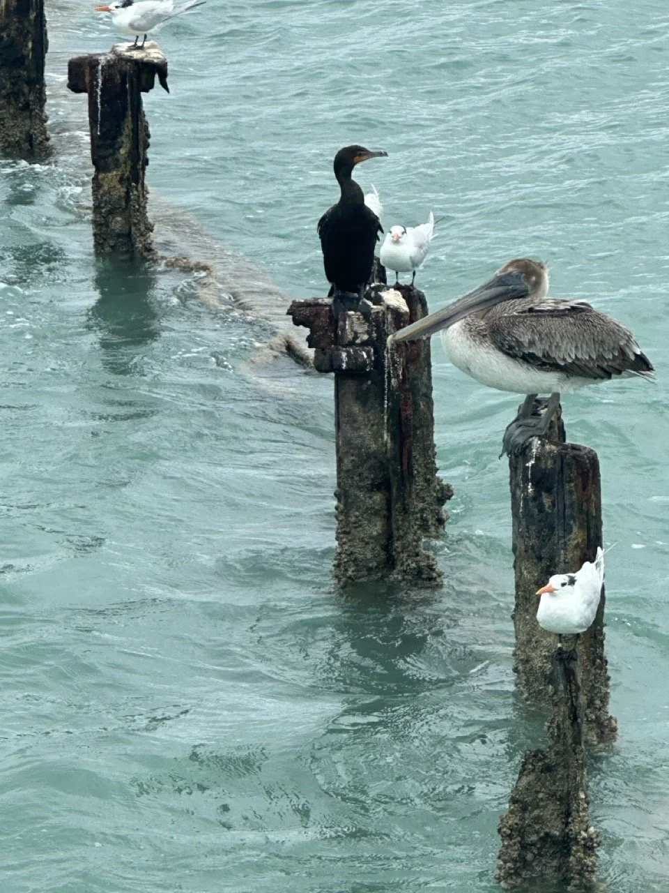 09 - We saw lots of birds that one doesn't see in Colorado!  The largest bird is a pelican and the dark-colored one is a cormorant.