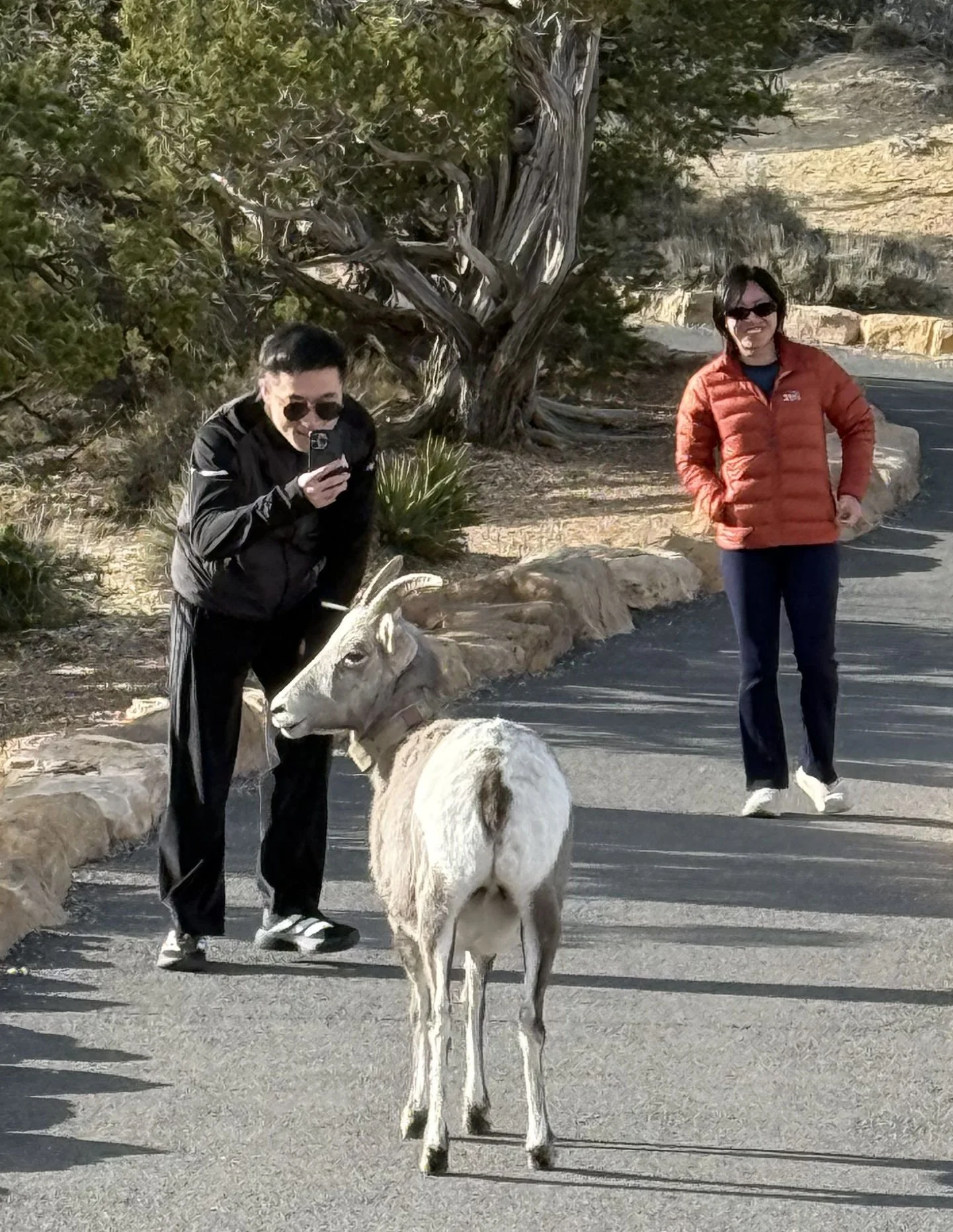 21 - When we encounter wild animals at national parks, we usually also run into very stupid people.
