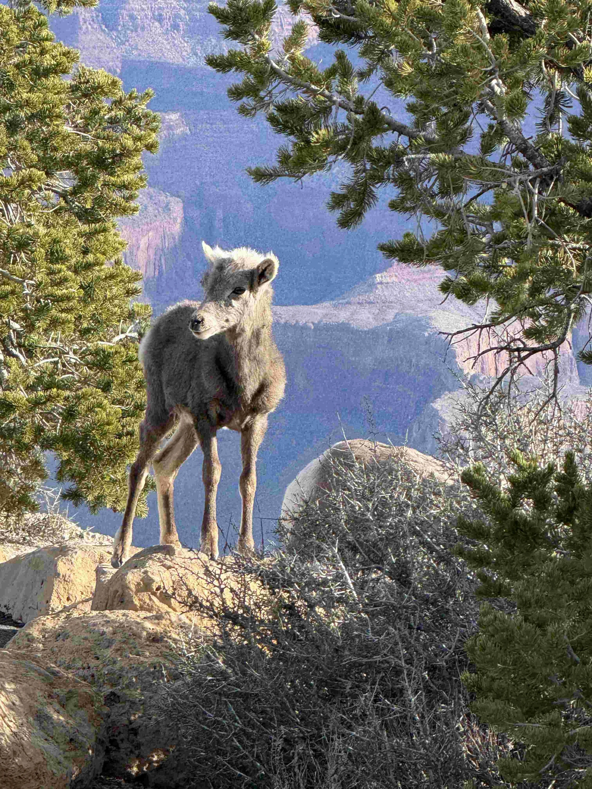 20 - Back up top, Julie snapped an amazing photo of a baby mountain goat.