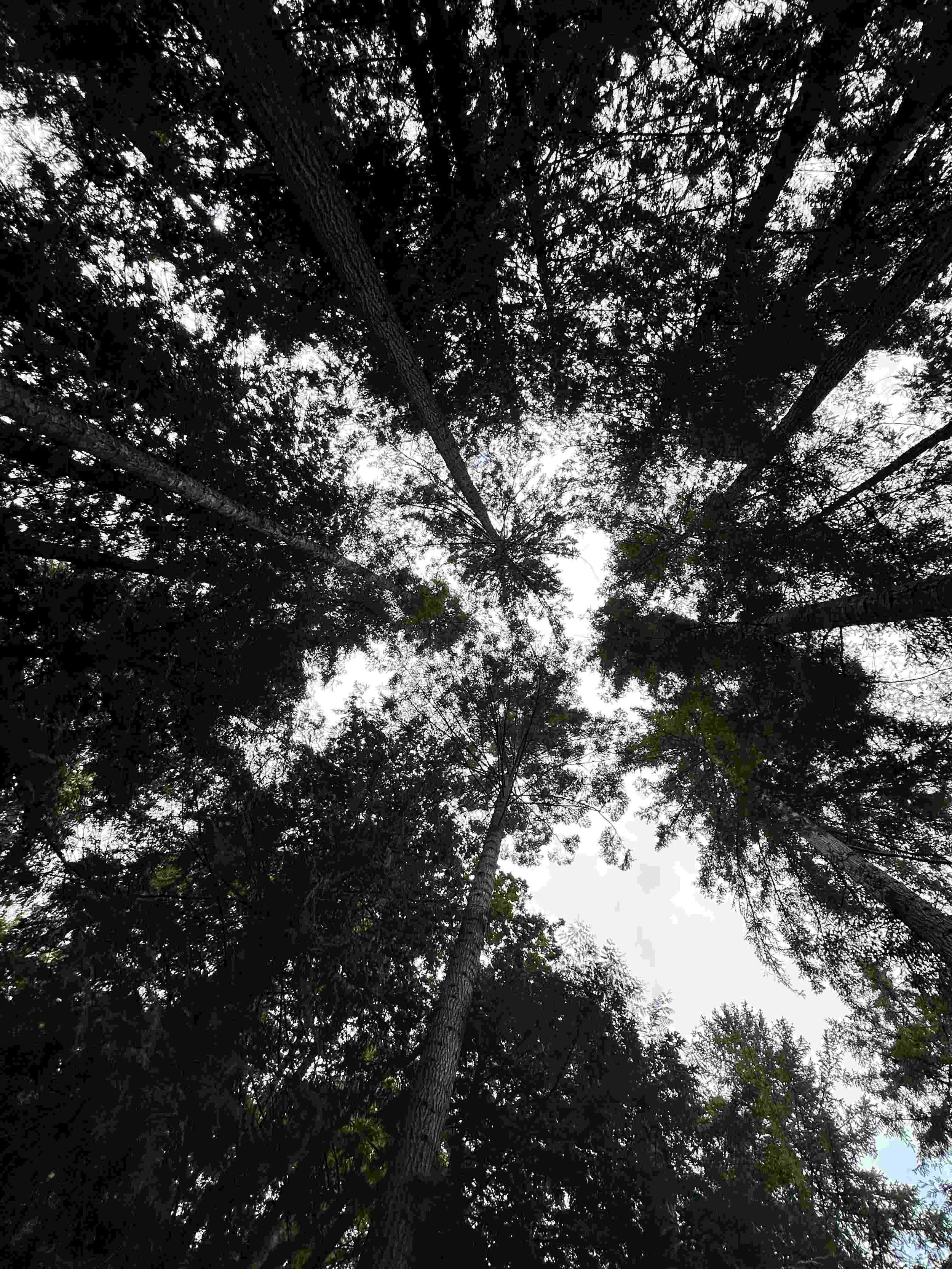 29 - Cool view looking-up from the Japanese Garden.