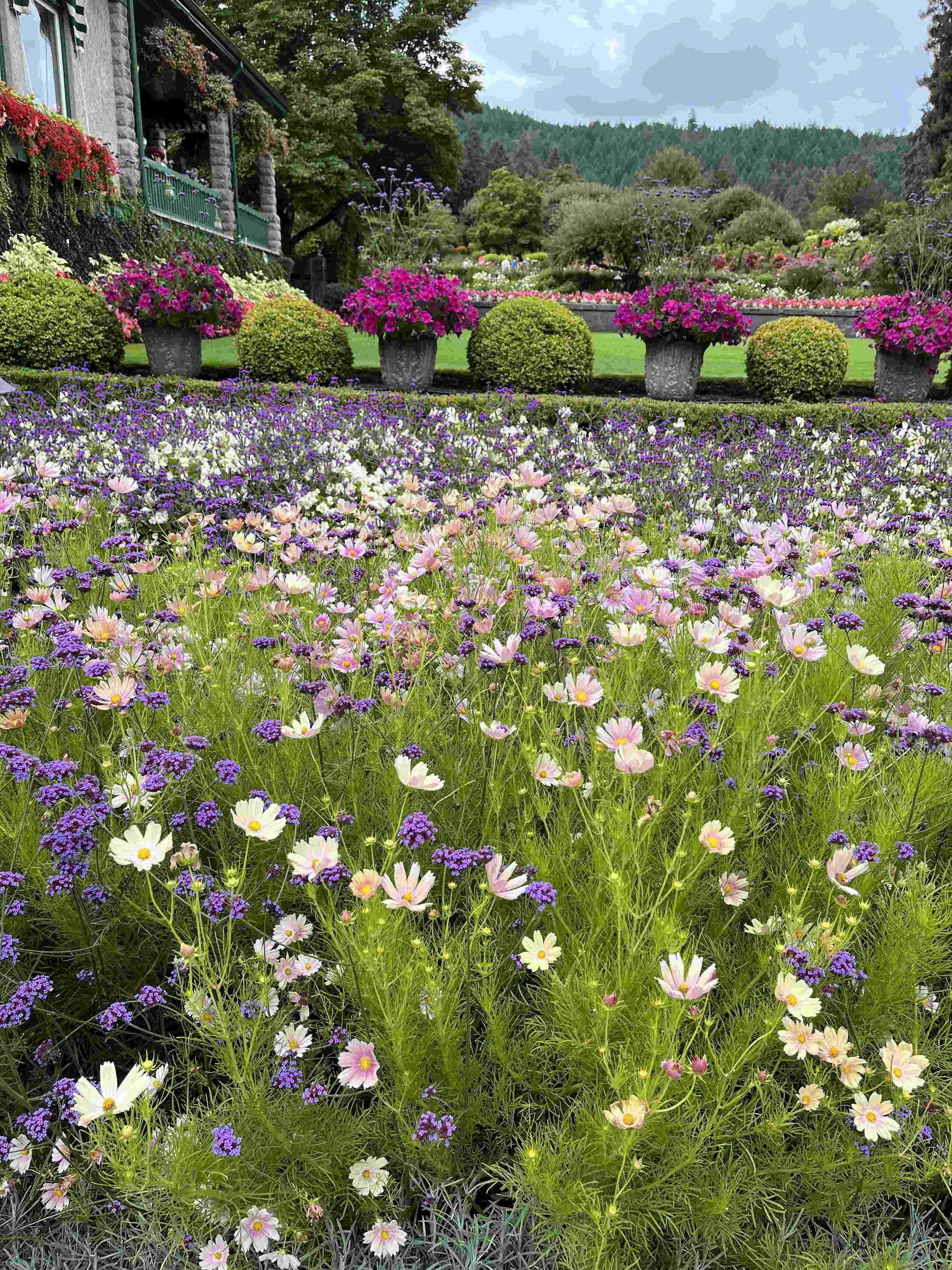 26 - So many pretty flowers.