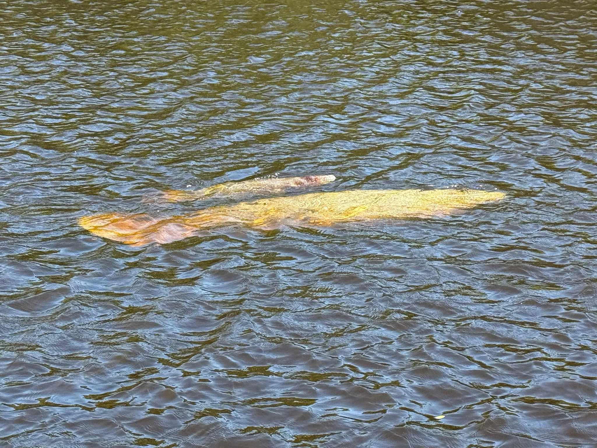 71 - While it might not like look like much, we even saw a momma Manatee and its baby! These elusive creatures measure up to 13 feet long and weigh up to 1,300 pounds. The main causes of death for manatees are habitat destruction and human objects. T