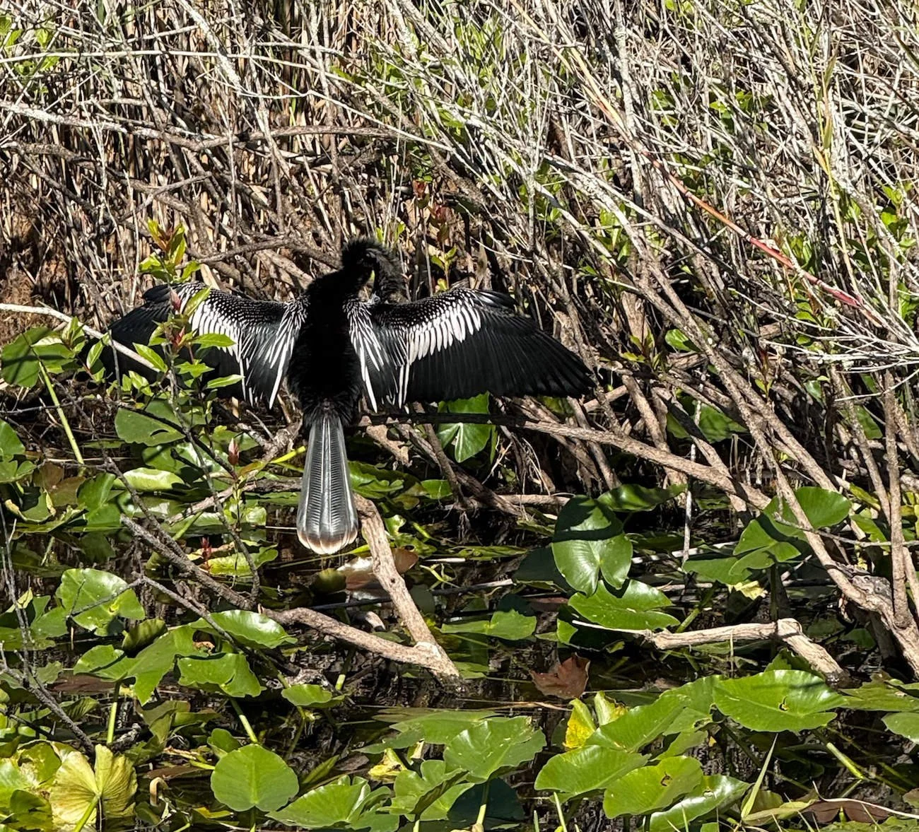 66 - We saw an Anhinga sunning itself.  These diving birds are also called snakebirds or water turkeys, and are often confused for cormorants. Anhingas lack waterproof oil in their feathers, so they spend significant time perched with their wings spr