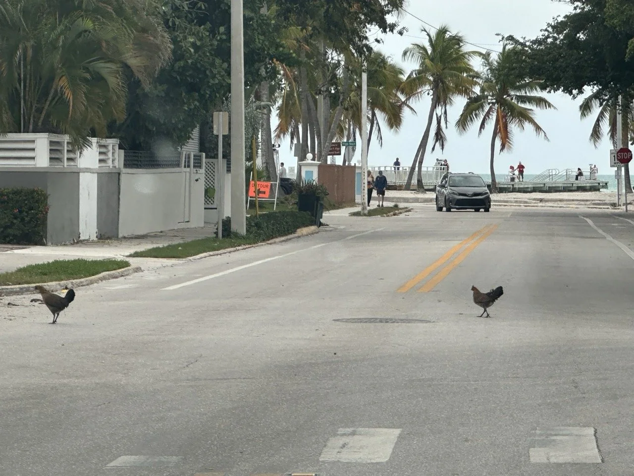 07 - When we arrived to Key West, we encountered chickens, which is a pretty common sight on any tropical island we've ever visited. Chickens were introduced during colonial times, likely brought by European settlers as a source of food. However, ove
