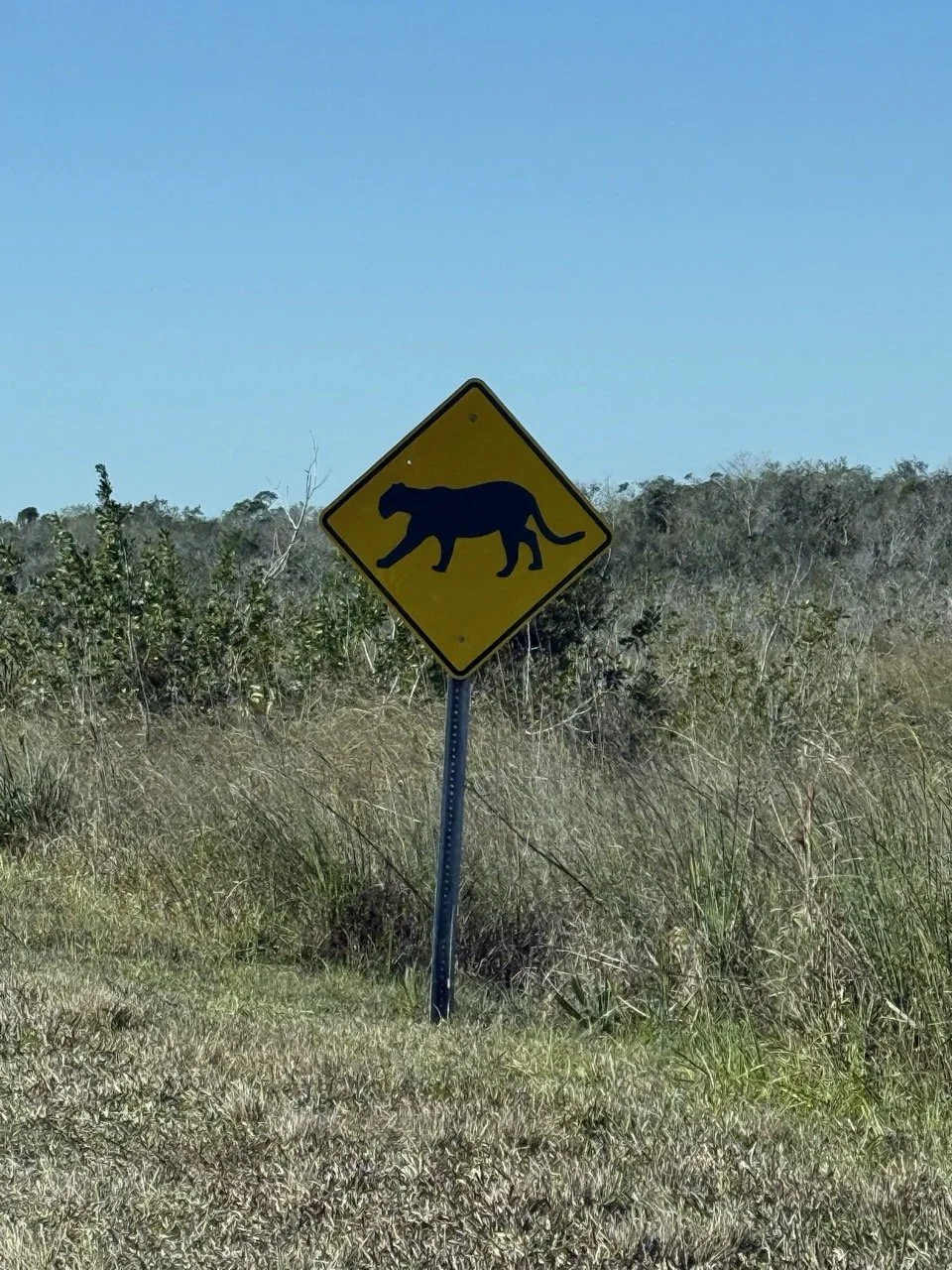 64 - When we entered the south part of the Everglades National Park, we saw a sign warning about panthers.  Unfortunately, we didn't see any.  They are an endangered species, and there are only about 200 in Florida.