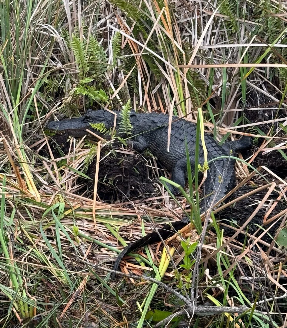 60 - We saw several gators, and they all looked like big, fake, rubber gators!  Despite numerous requests, our guide would not let Julie touch one.