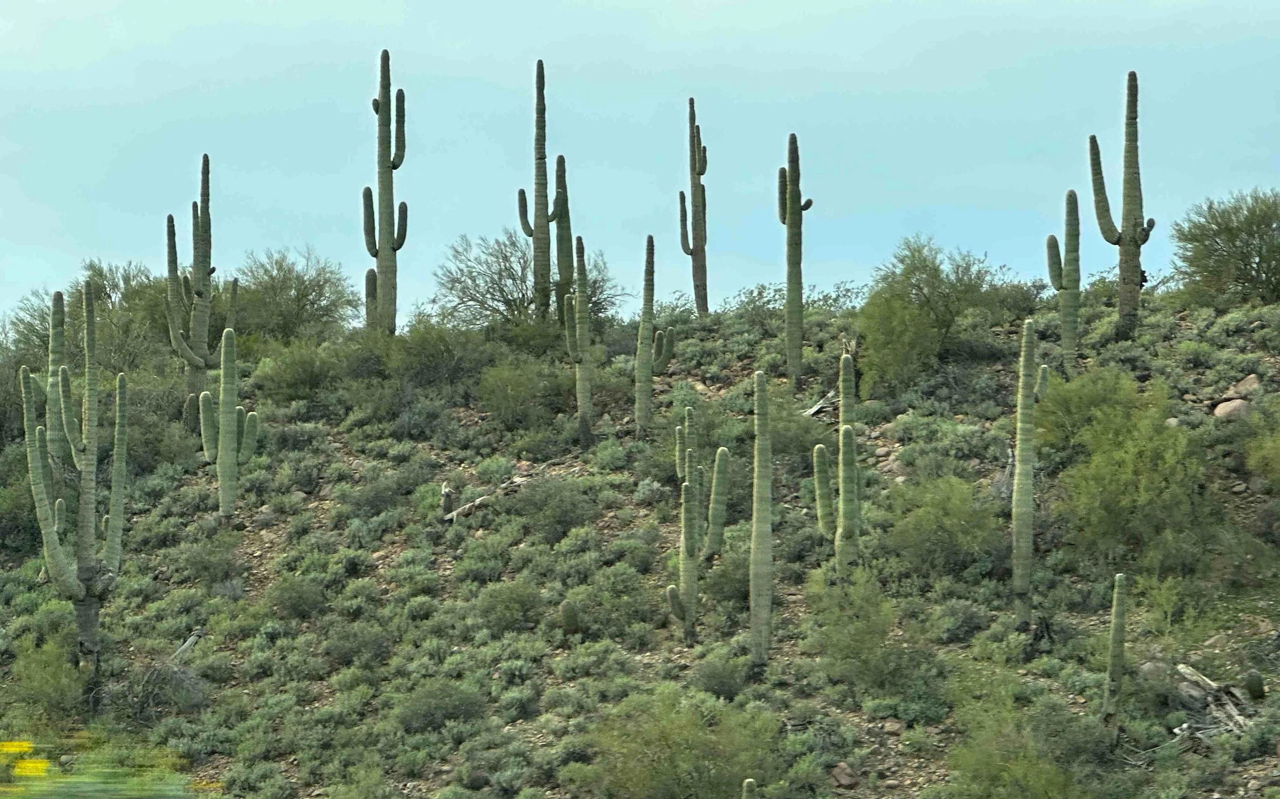 24 - During the drive south from the Grand Canyon we saw tons of saguaro cactus!