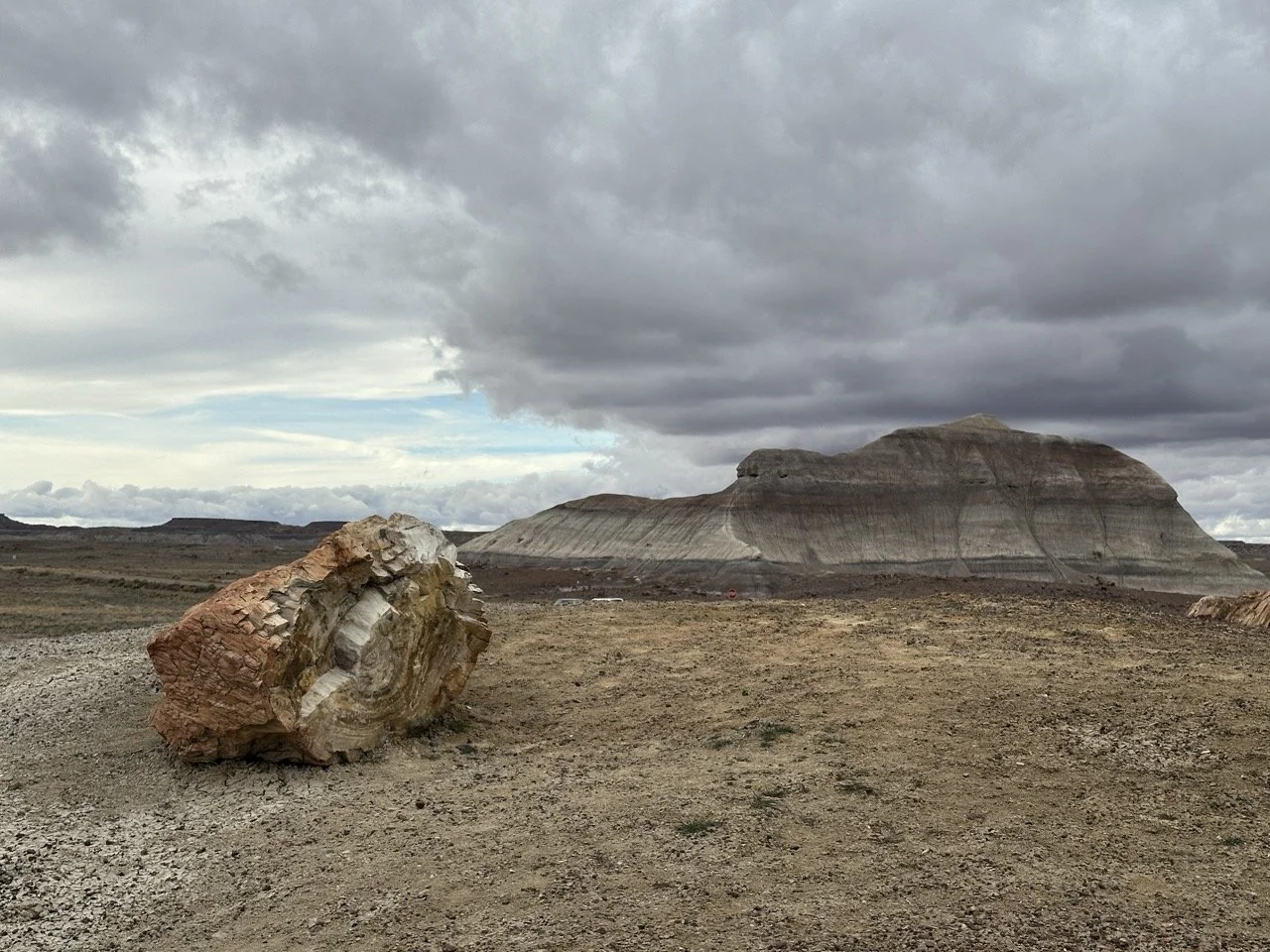 36 - This rock still looks like wood!