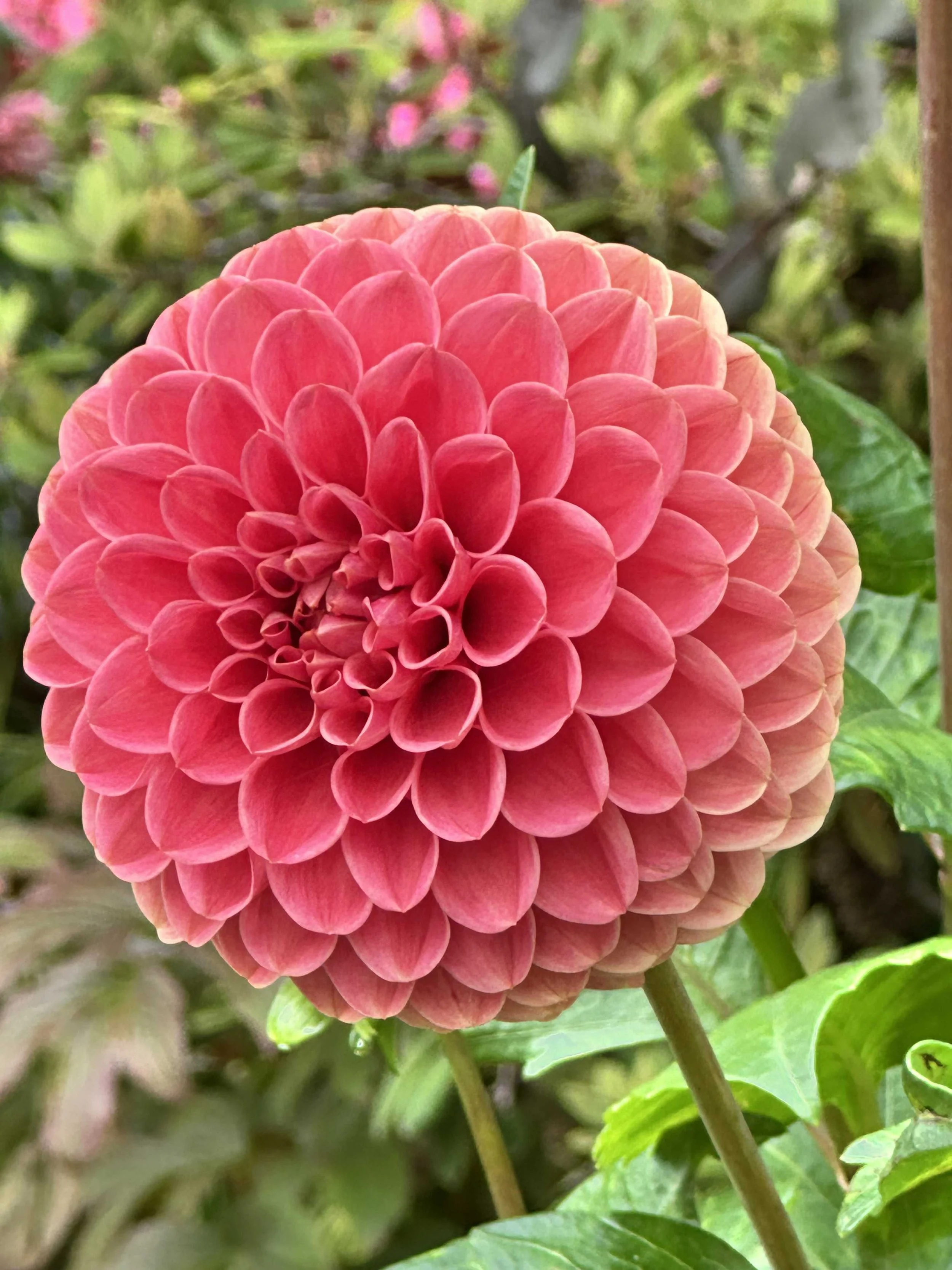 31 - Dazzling dahlias!