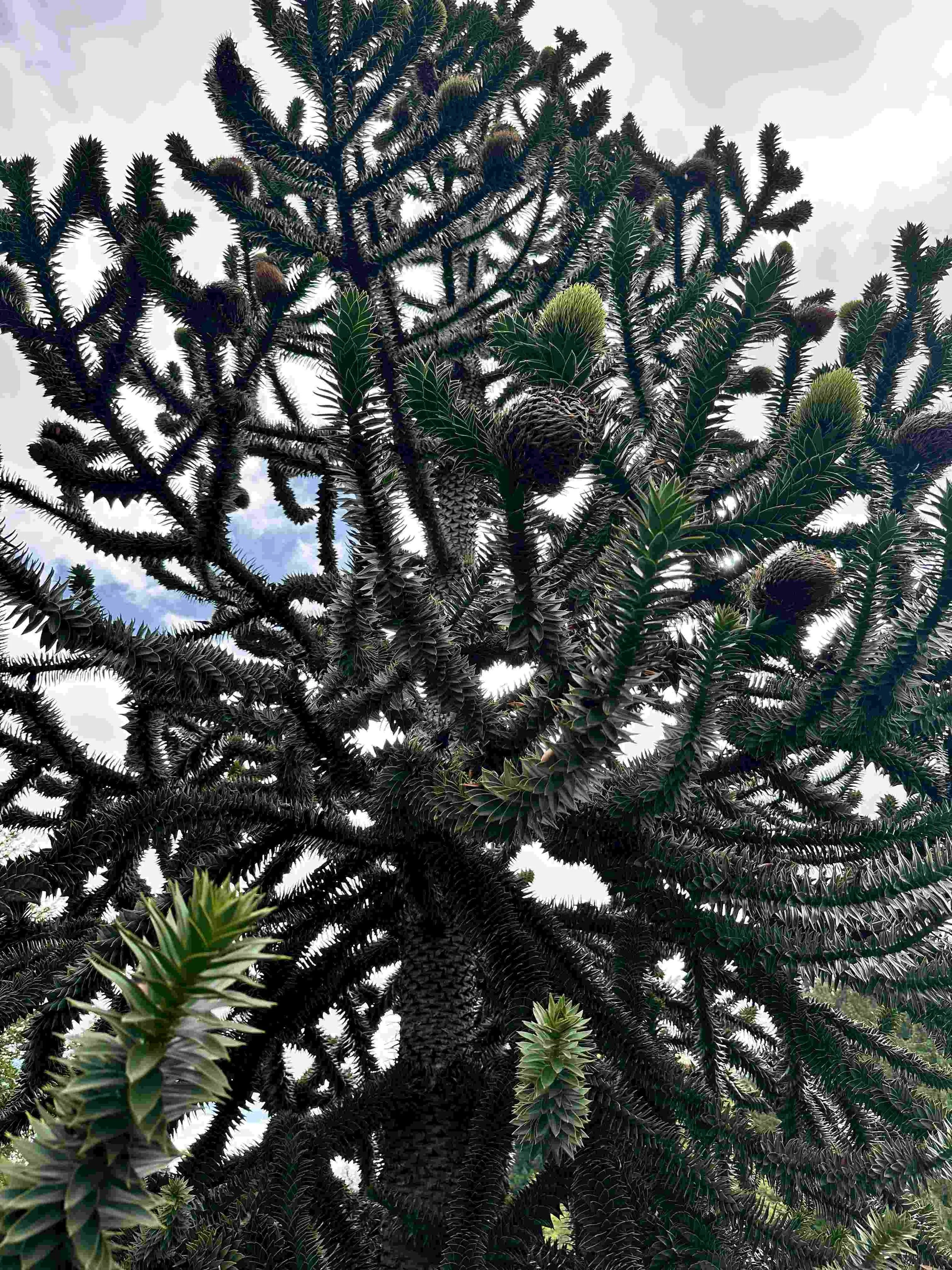 28 - Check-out this evergreen -- it's a Monkey Puzzle tree, native to Chile and Argentina. Because of the prevalence of similar species in ancient prehistory, it is sometimes called a "living fossil."