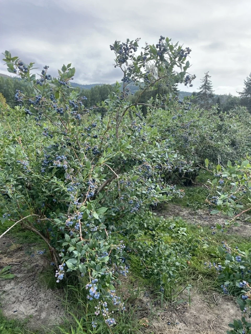 05 - Can you identify this plant?  It's a blueberry bush, and Washington blueberries were in season.