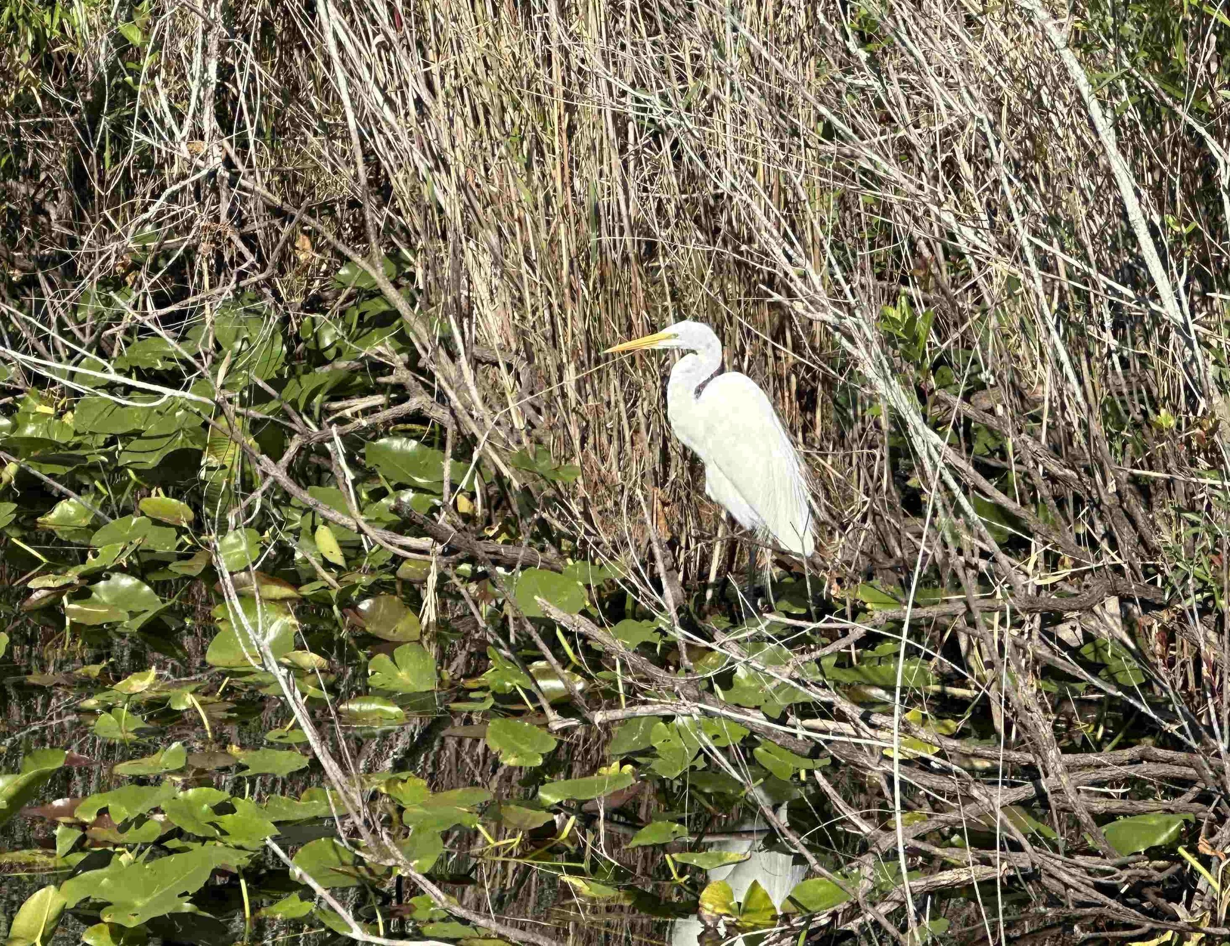67 - We also saw a Great Egret sunning too. The Great Egret is a large wading bird, standing over 3 feet tall with a 5-foot wingspan. As the symbol of the National Audubon Society, it is a conservation success story, having recovered from near extinc