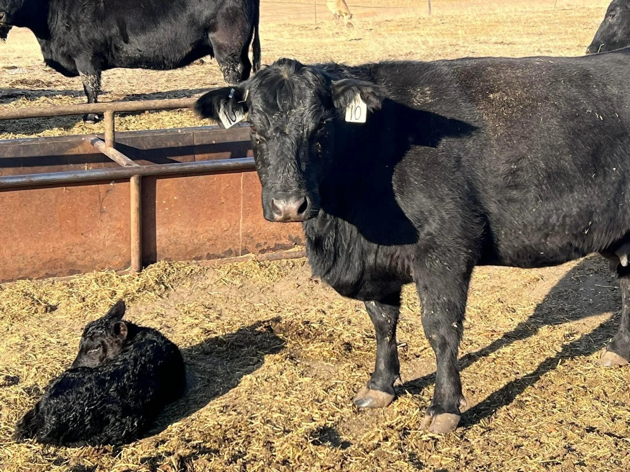 Dakota Prime Meats Pasture & GrassFed Beef Bonesteel, SD