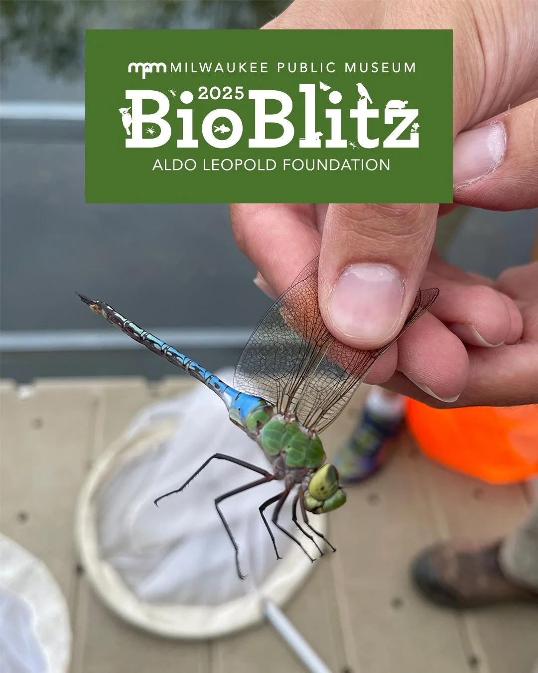 2025 Milwaukee Public Museum Bioblitz: Intro to Nature Journaling