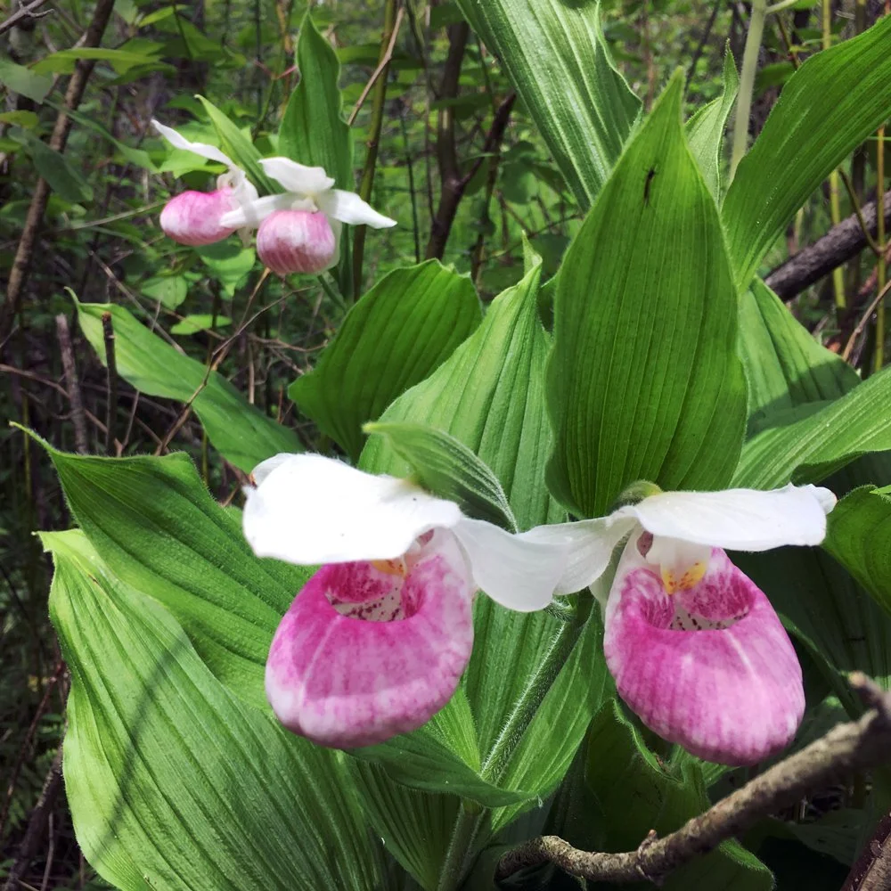Nature Journaling 2-Day Workshop at Cedarburg Bog, in partnership with UWM Saukeville Field Station