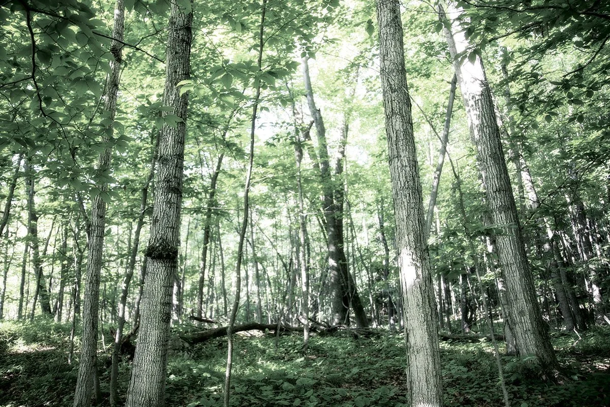 Discover Nature Journaling at UWM's Downer Woods, in partnership with Osher Lifelong Learning Institute