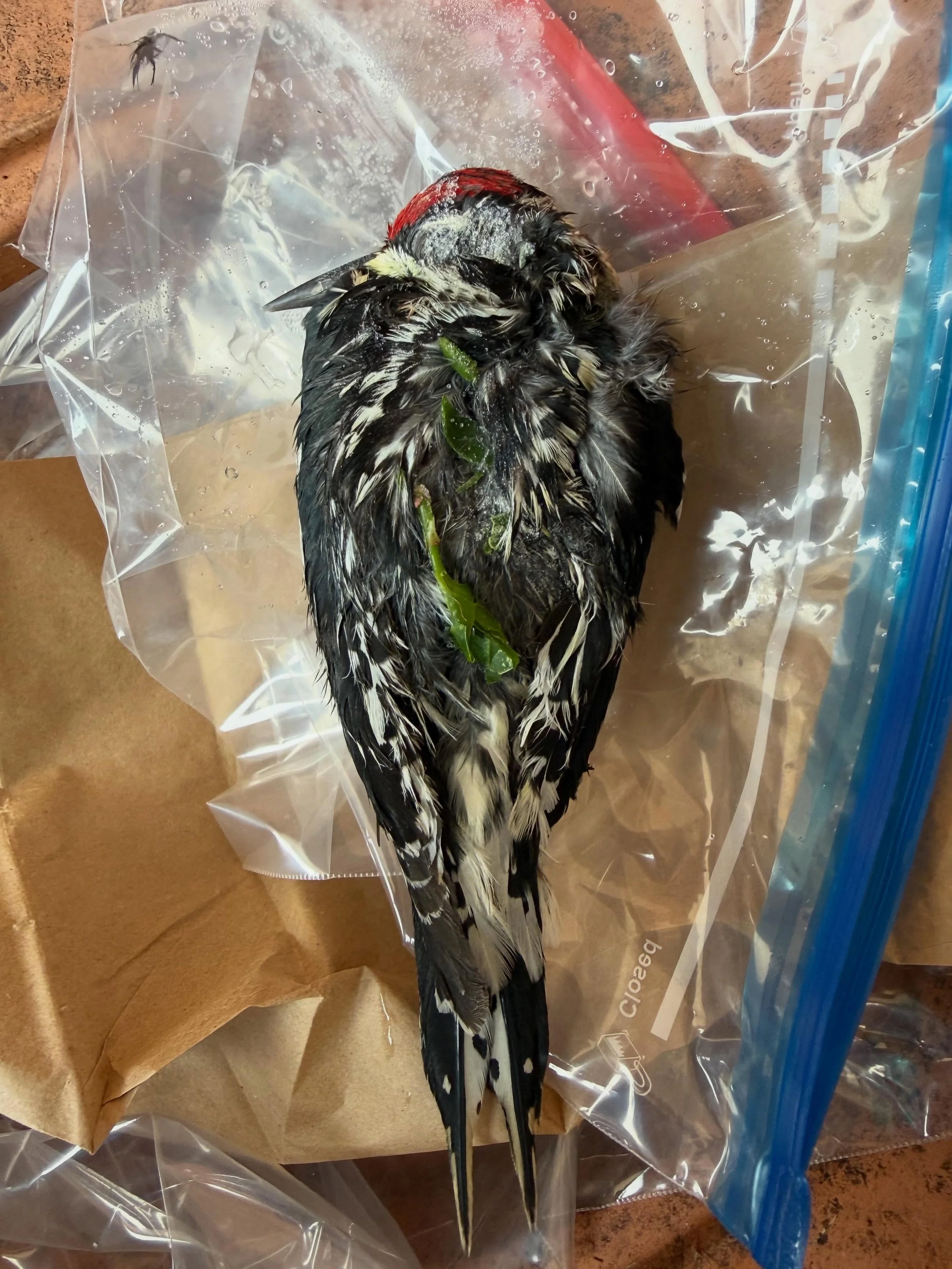 Hi friends. Need your ID help. My husband froze this beautiful deceased bird for me after a big storm and just uncovering. Merlin ID says Yellow bellied sap sucker but very unlikely. It has all the characteristics.