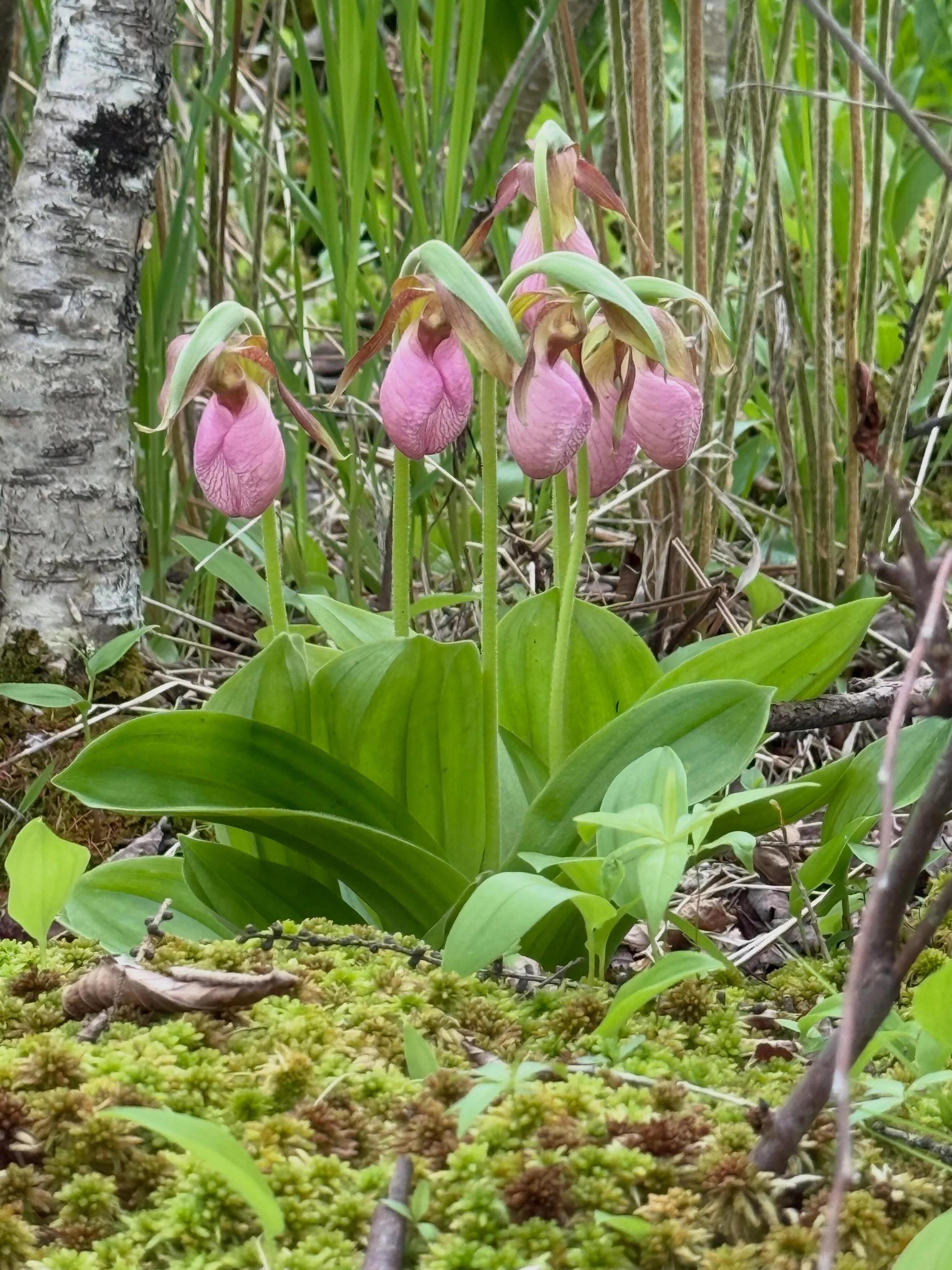 These are moments in nature when your jaw simply drops! Hundreds of showy pink lady slippers, marsh callas, trilliums and more. The beauty of sharing this with my husband on a spring walk in the woods.