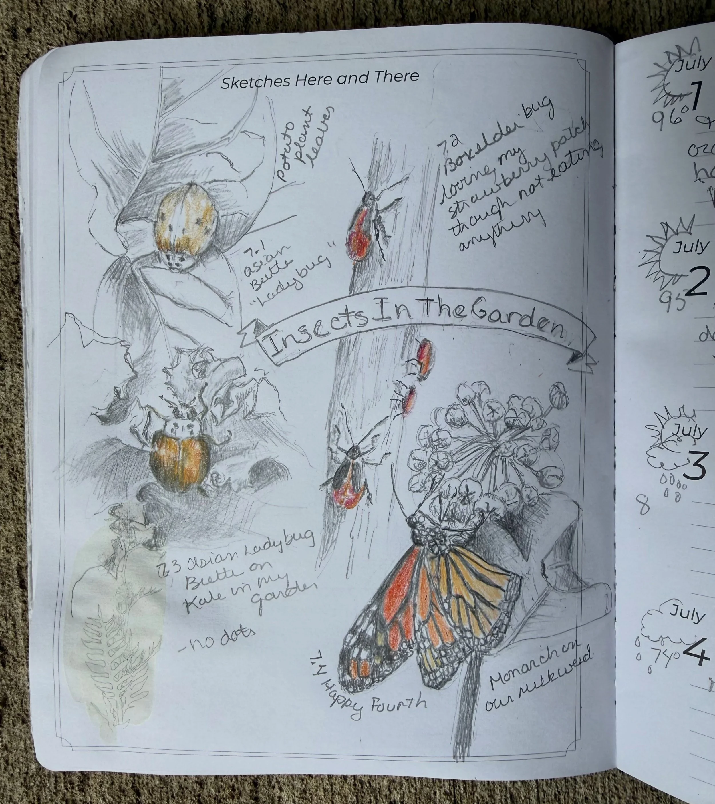 Turns out that my latest 4 day nature journal page had the same color of insects. Enjoy your gardens and all the cool creatures. #wildwonderfoundation #naturejournal #aldoleopoldfoundation