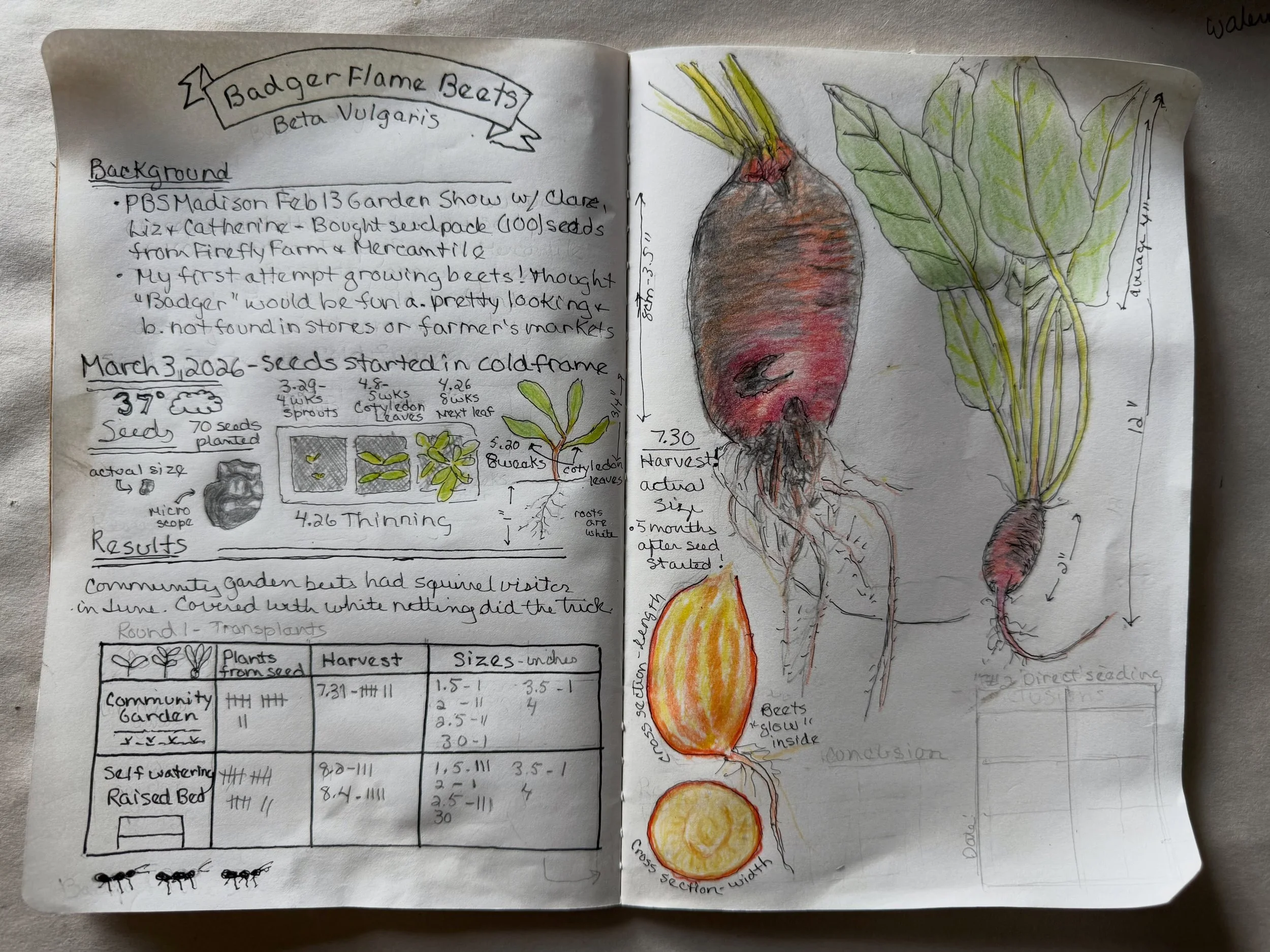 Journaling my garden this year. Badger Flame Beets🔥🦡 first time growing beets  #naturejournaling #wildwonderfoundation