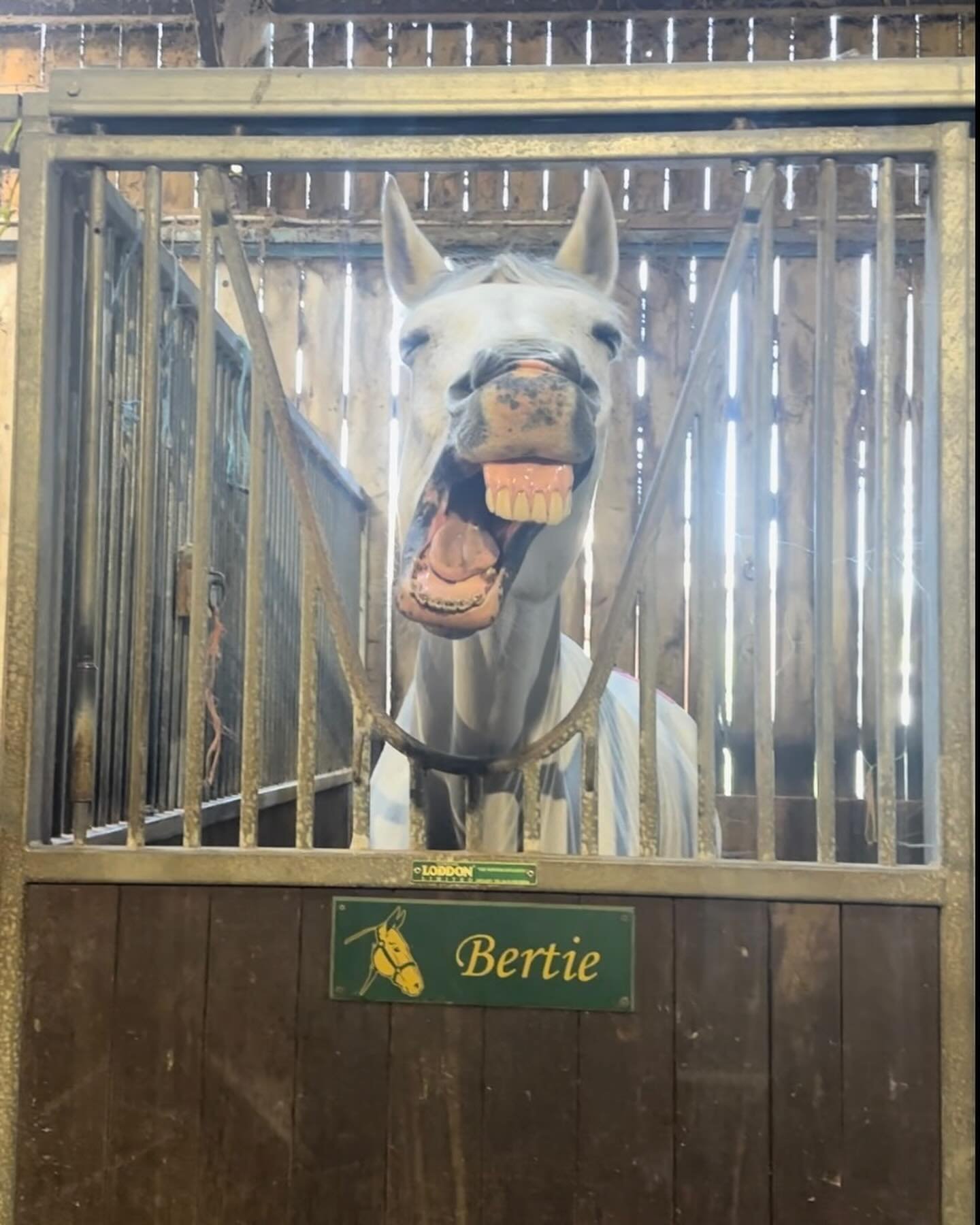 Beautiful Bertie processing his massage this morning 🤍

#equinemassagetherapistandbodyworker #equine #horse #equinemassage #equinemassagetherapist #kinesiologytape #horsemassage #ktape #vetkintape