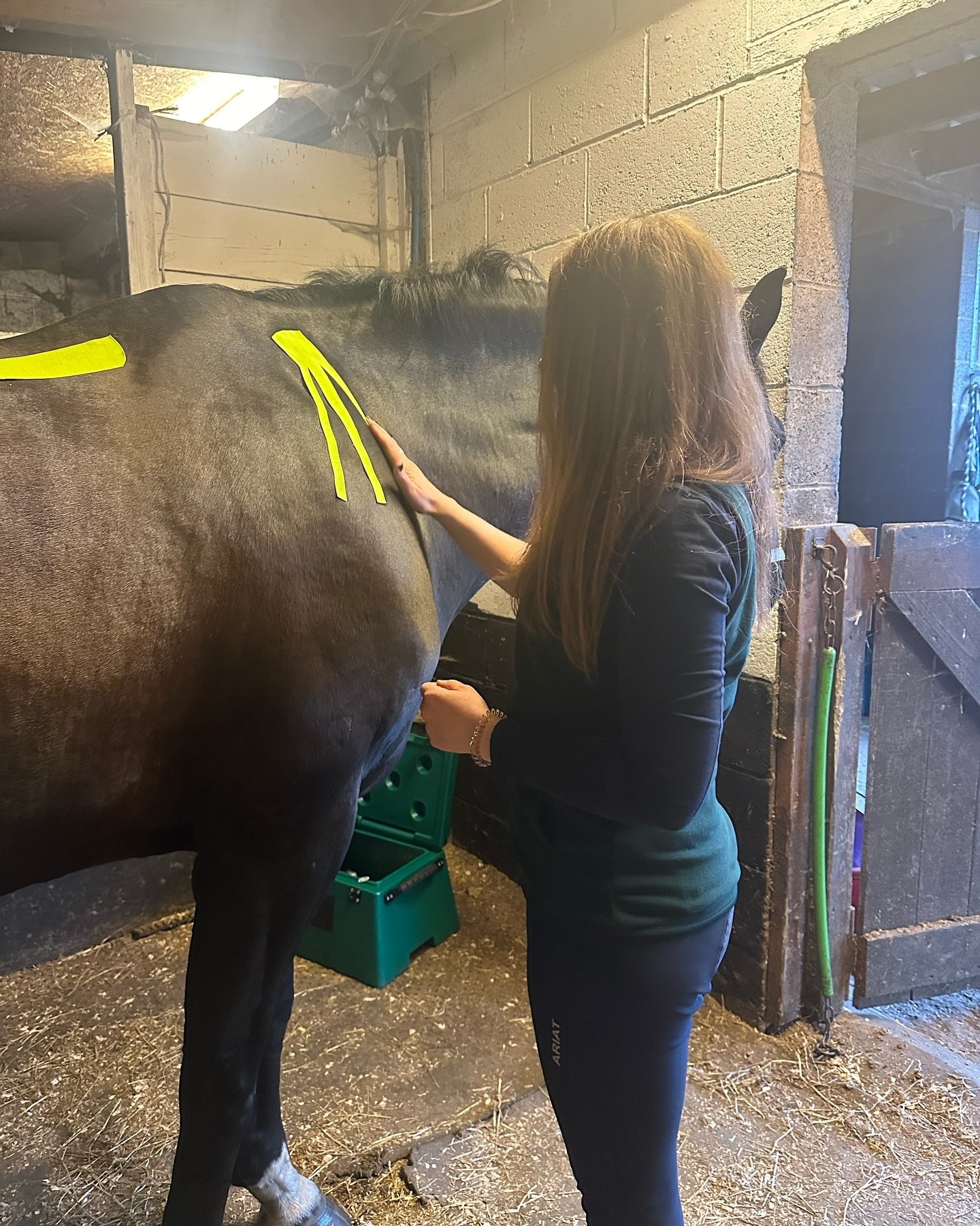 A lovely evening working on gorgeous dressage horse Nemo 🖤 thank you to @denise.vertigen for trusting me with your boy! 

#equinemassagetherapistandbodyworker #equine #horse #equinemassage #equinemassagetherapist #kinesiologytape #horsemassage #ktap