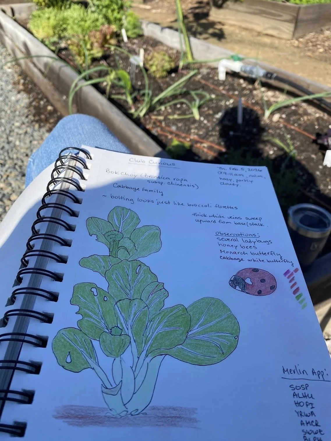 Nature Journaling with Club Curious