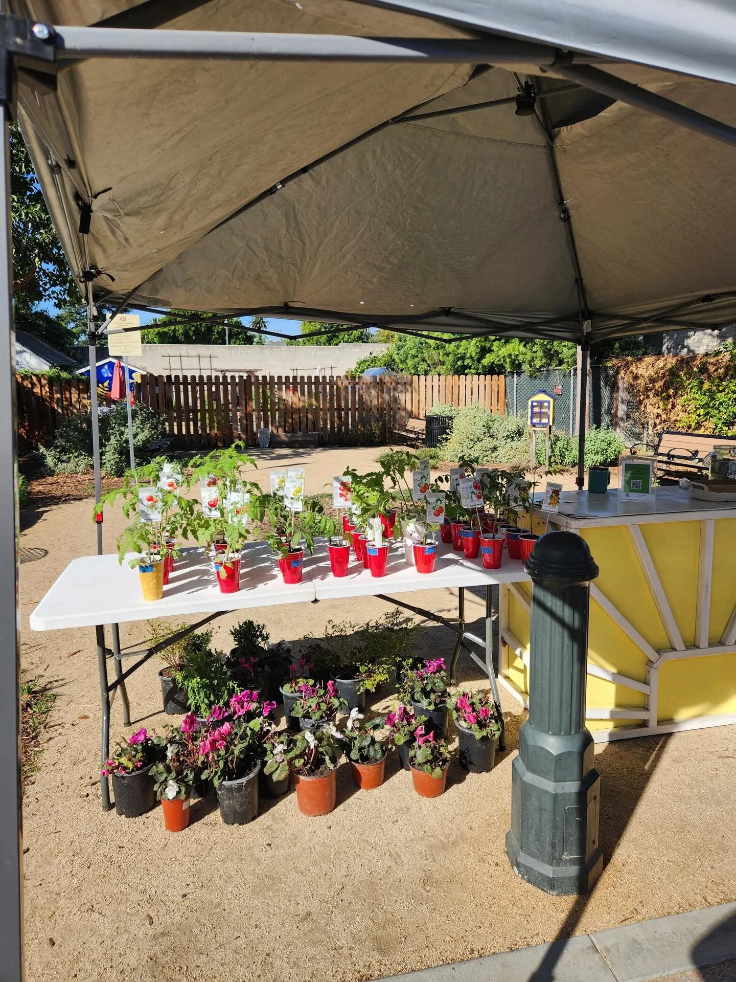 Our tomato &amp; plant sale today was a huge success! Thank you for all who came out to support and got their hands on some organic tomato plants. We had so many heirloom tomato varieties, basil &amp; chard thanks to Susie&rsquo;s mom aka Mama Green 