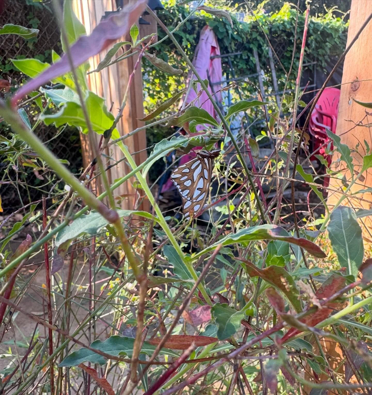 Lovely little butterfly enjoying the weather in the garden!
#OneSeedCommunityGarden #OldTownTustin #CommunityGarden