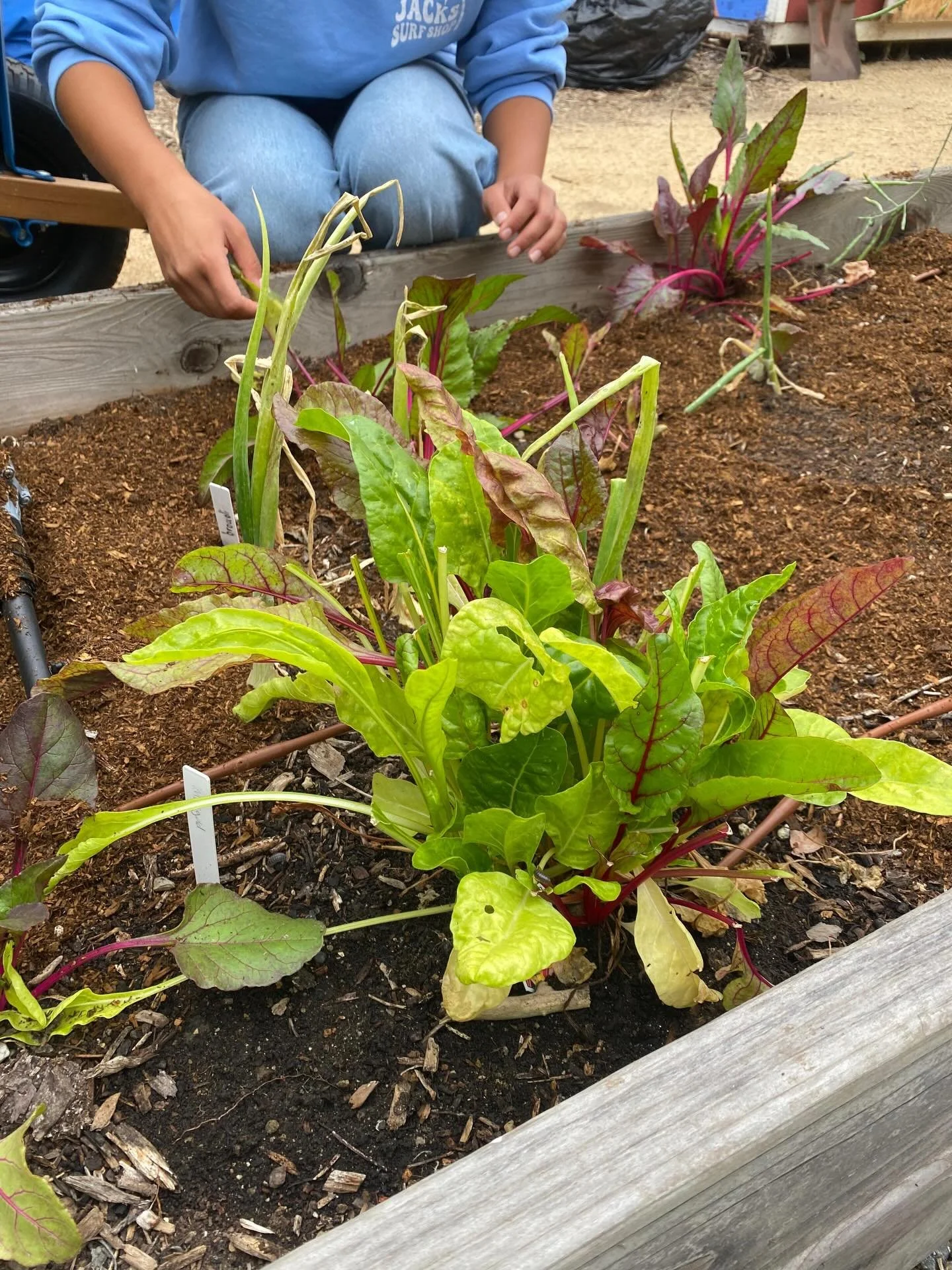 We had a generous donation of organic compost from Serrano Creek Soils this week and with the helping hands of @tpsf_teens_beckman and local Cub Scouts, we were able to disperse the nutrients throughout One Seed&rsquo;s garden beds. 🪏 

We appreciat