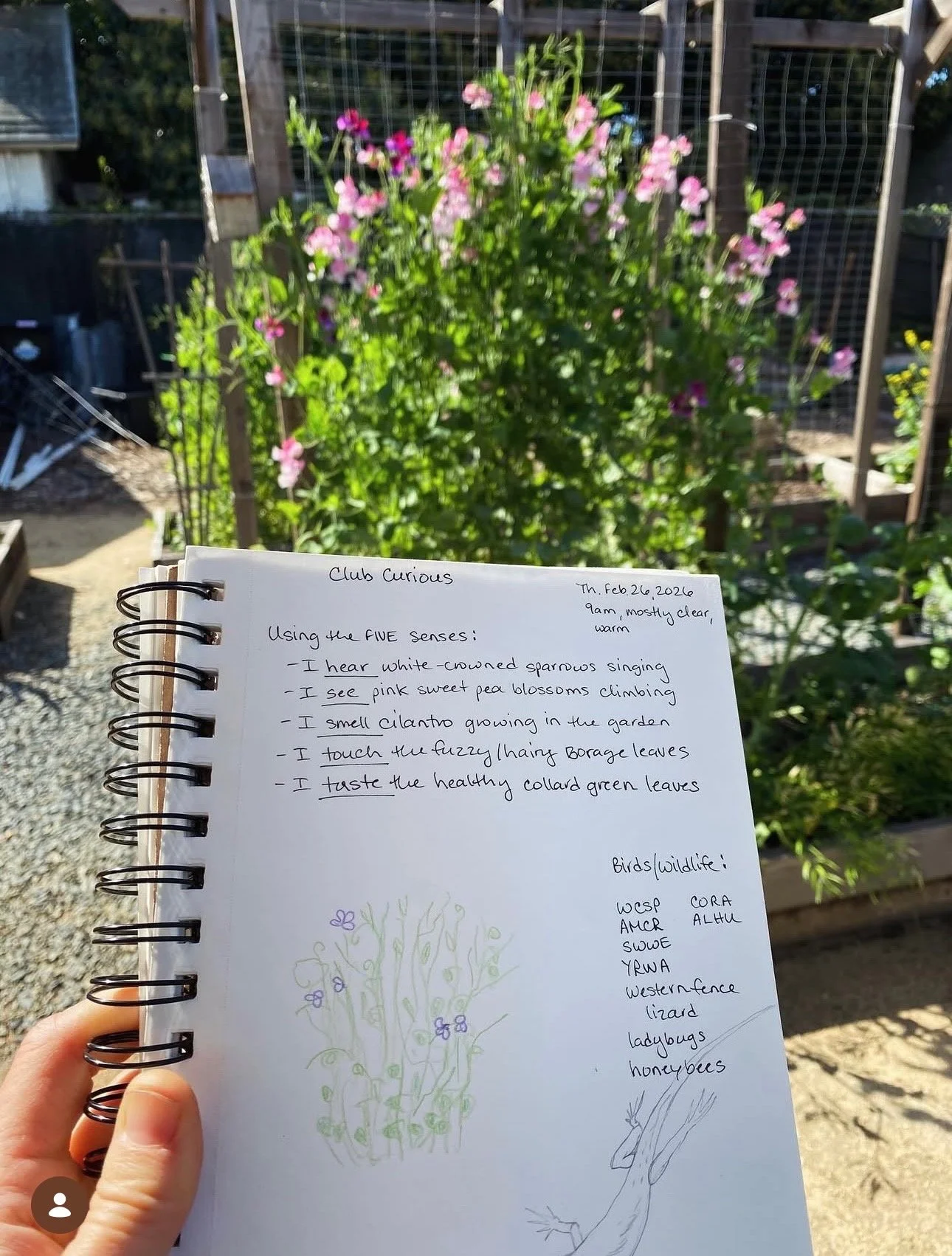 Nature Journaling with Club Curious