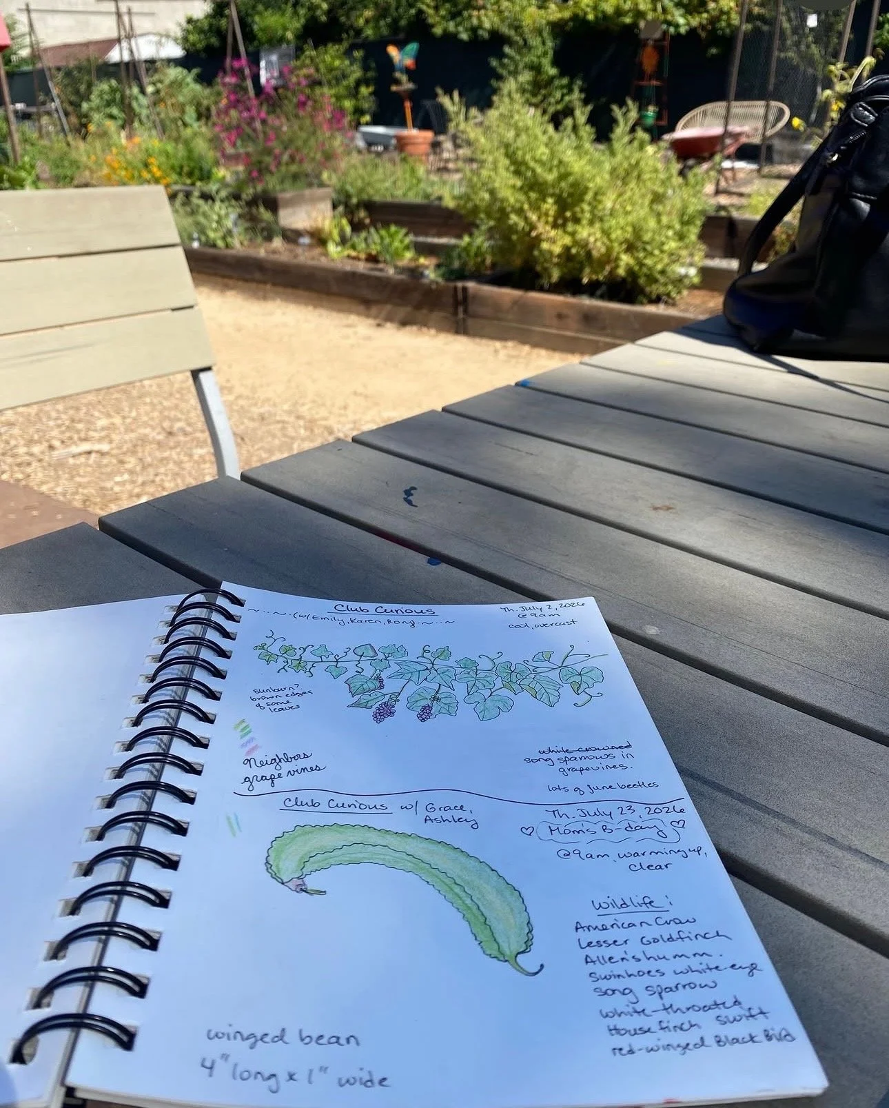 Nature Journaling with Club Curious