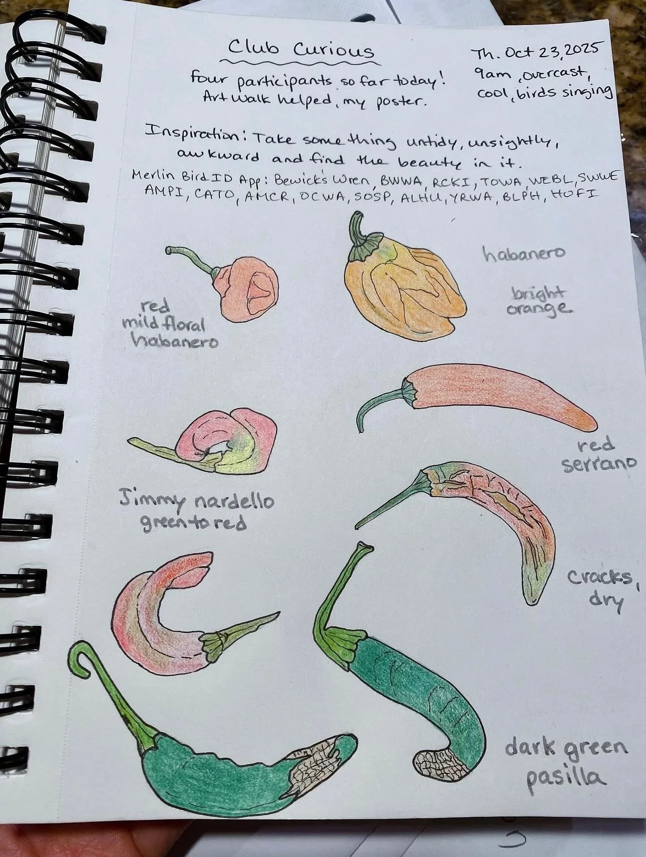 Nature Journaling with Club Curious