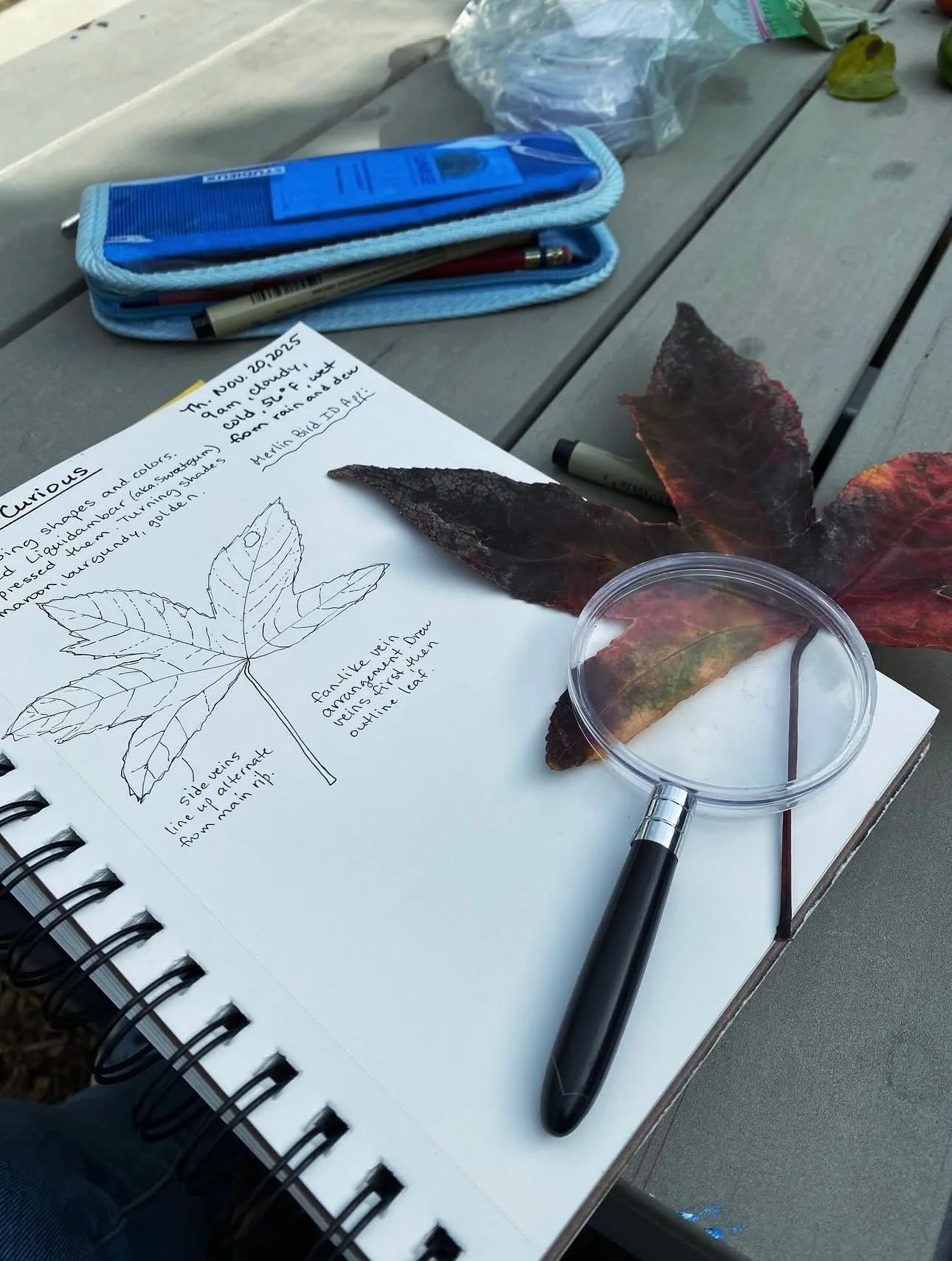 Nature Journaling with Club Curious