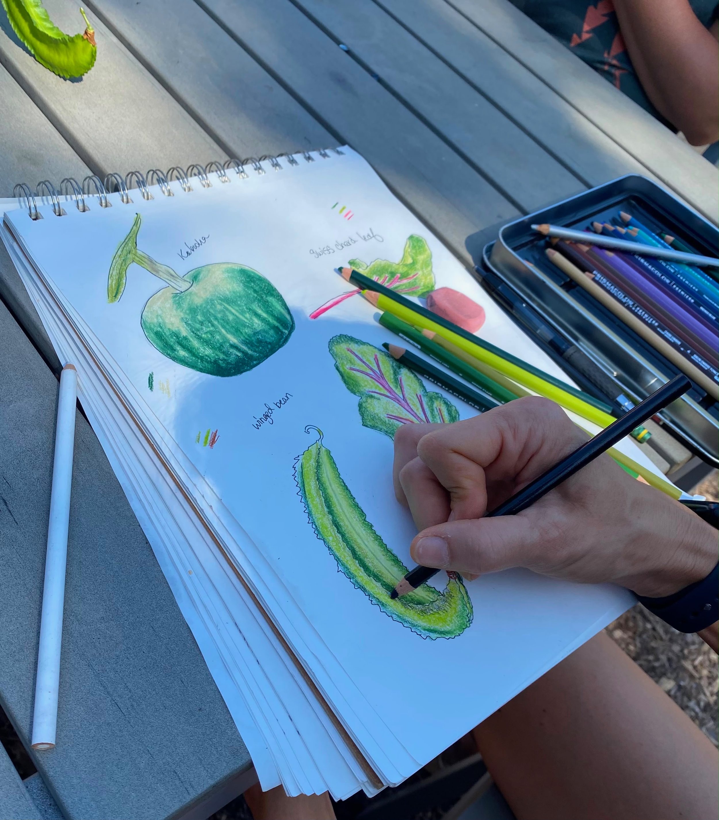 Nature Journaling with Club Curious