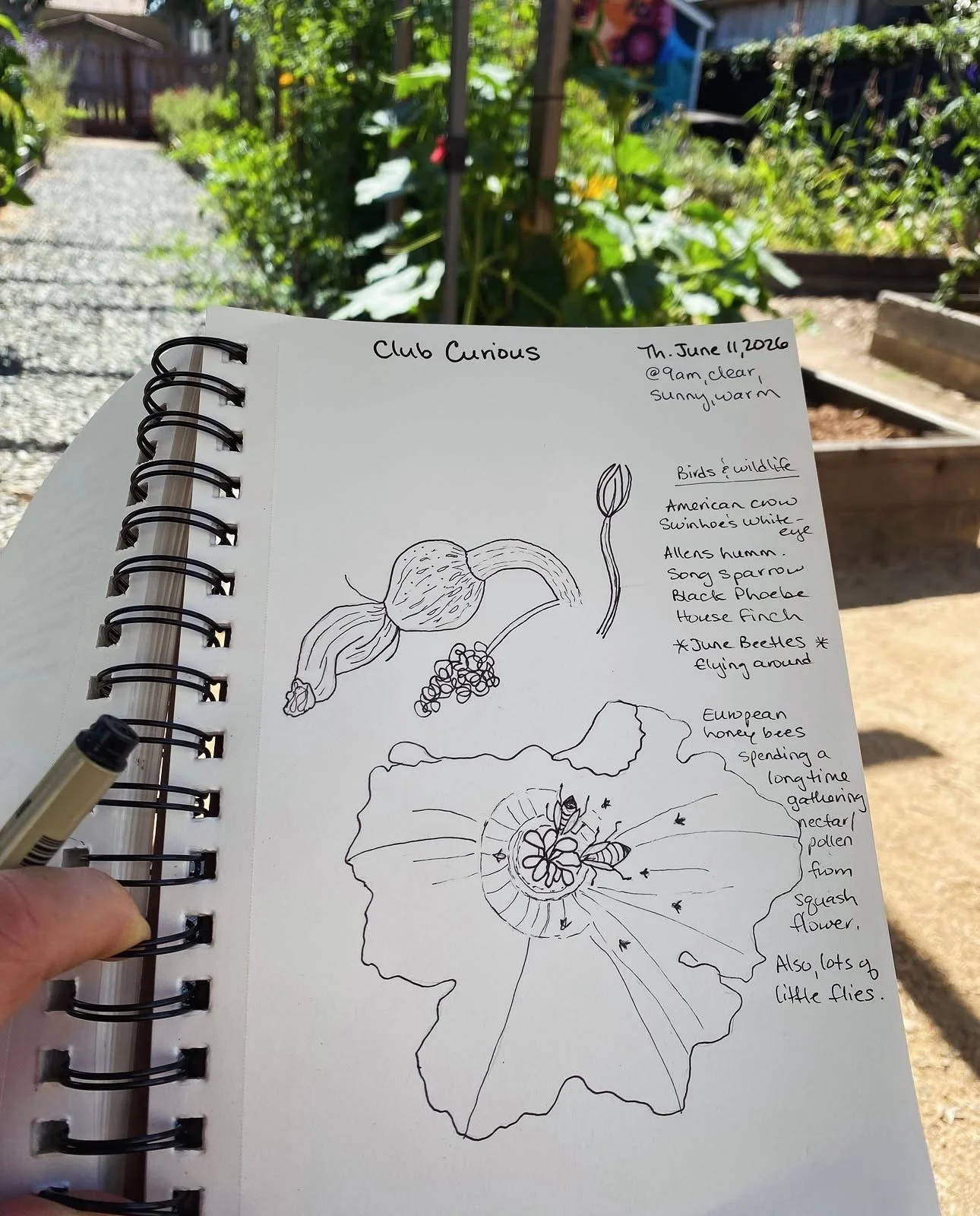 Nature Journaling with Club Curious