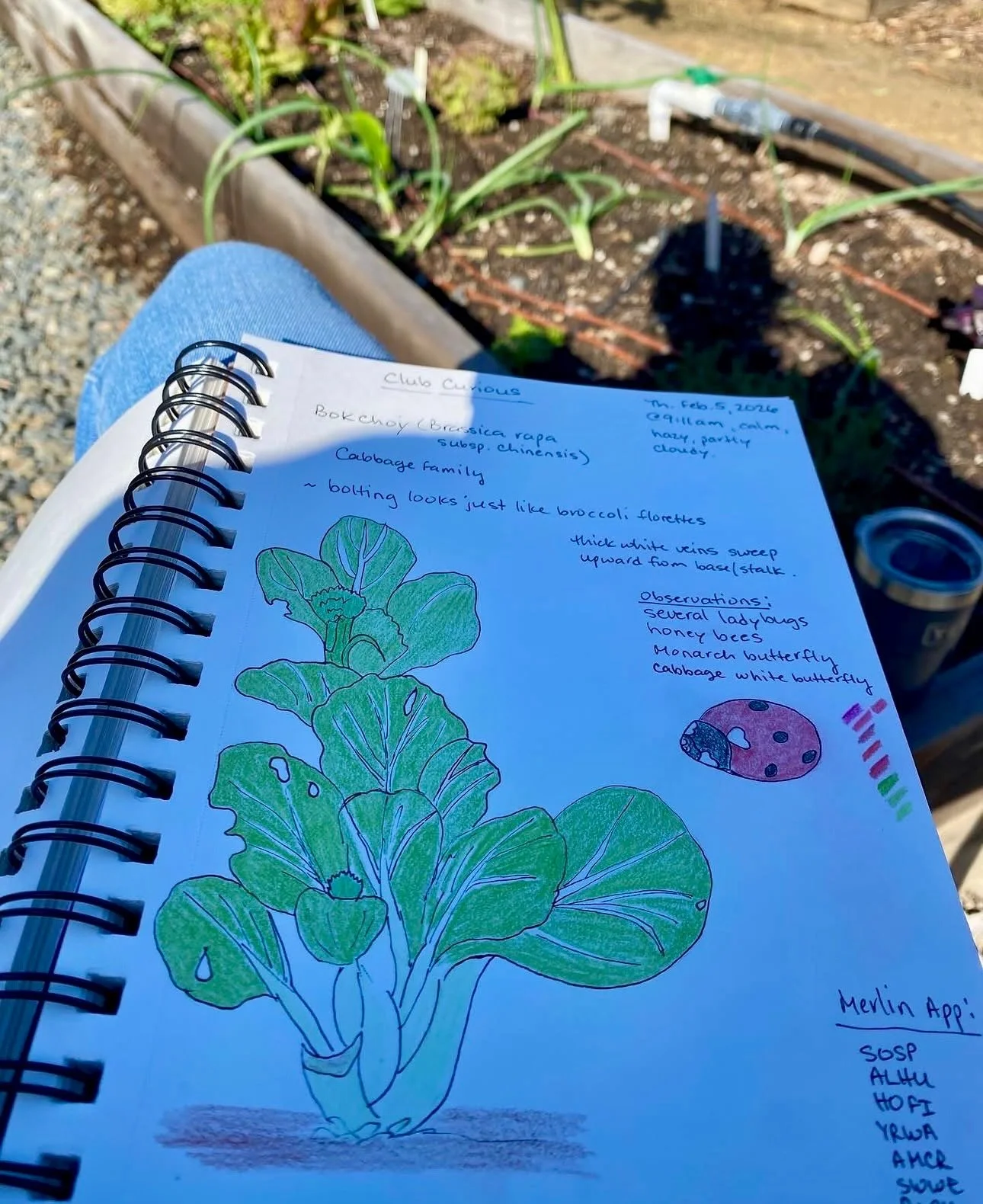 Nature Journaling with Club Curious