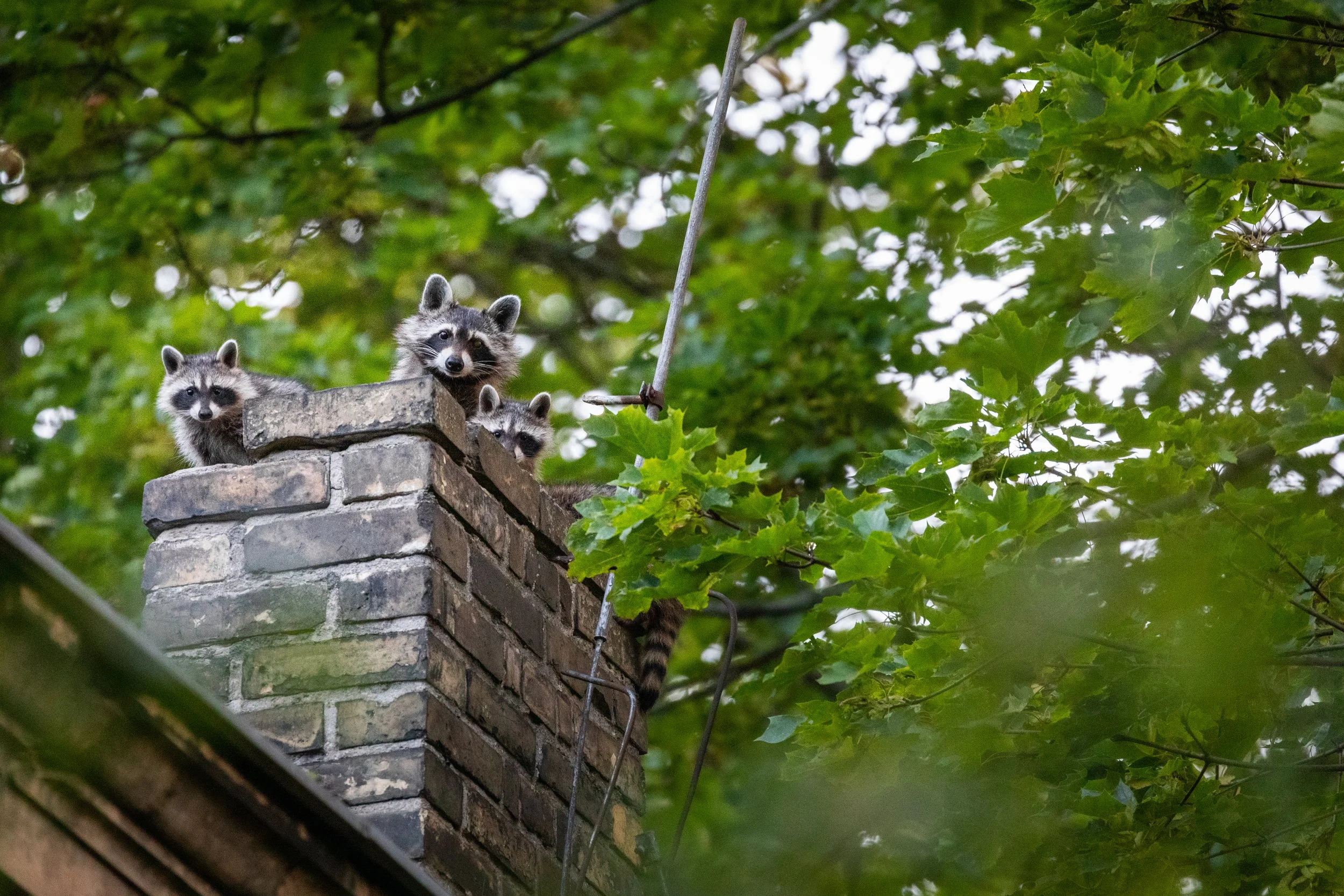 How to Remove Animals from Your Chimney Safely (and How to Keep Them Out for Good)
