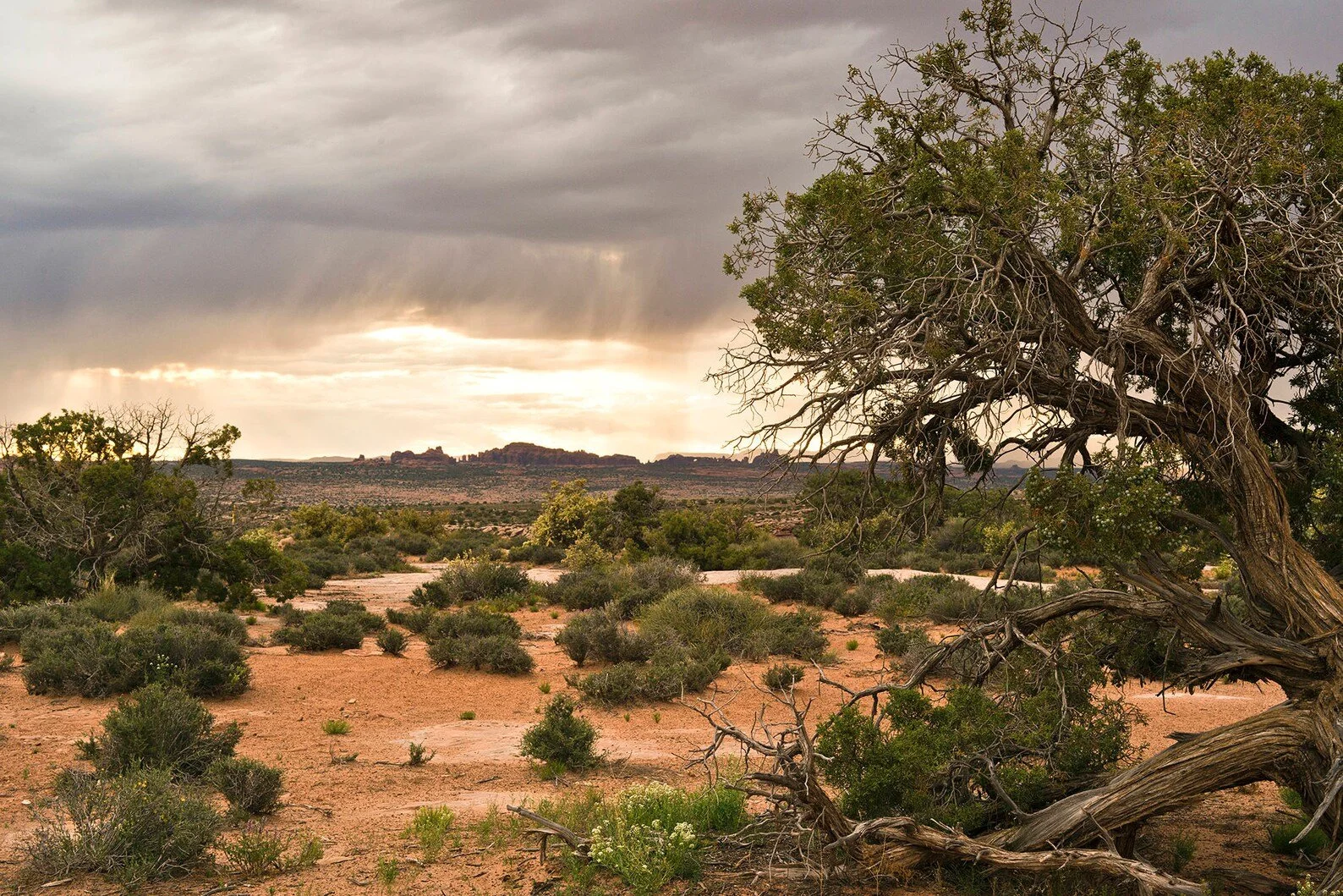 This photograph was taken in the early morning hours in Moab Utah. The sky was dark and stormy in the distance with warmth shinning through from the early morning sun. I recommend staying in Moab at Moab Under Canvas for some top notch glamping!

For