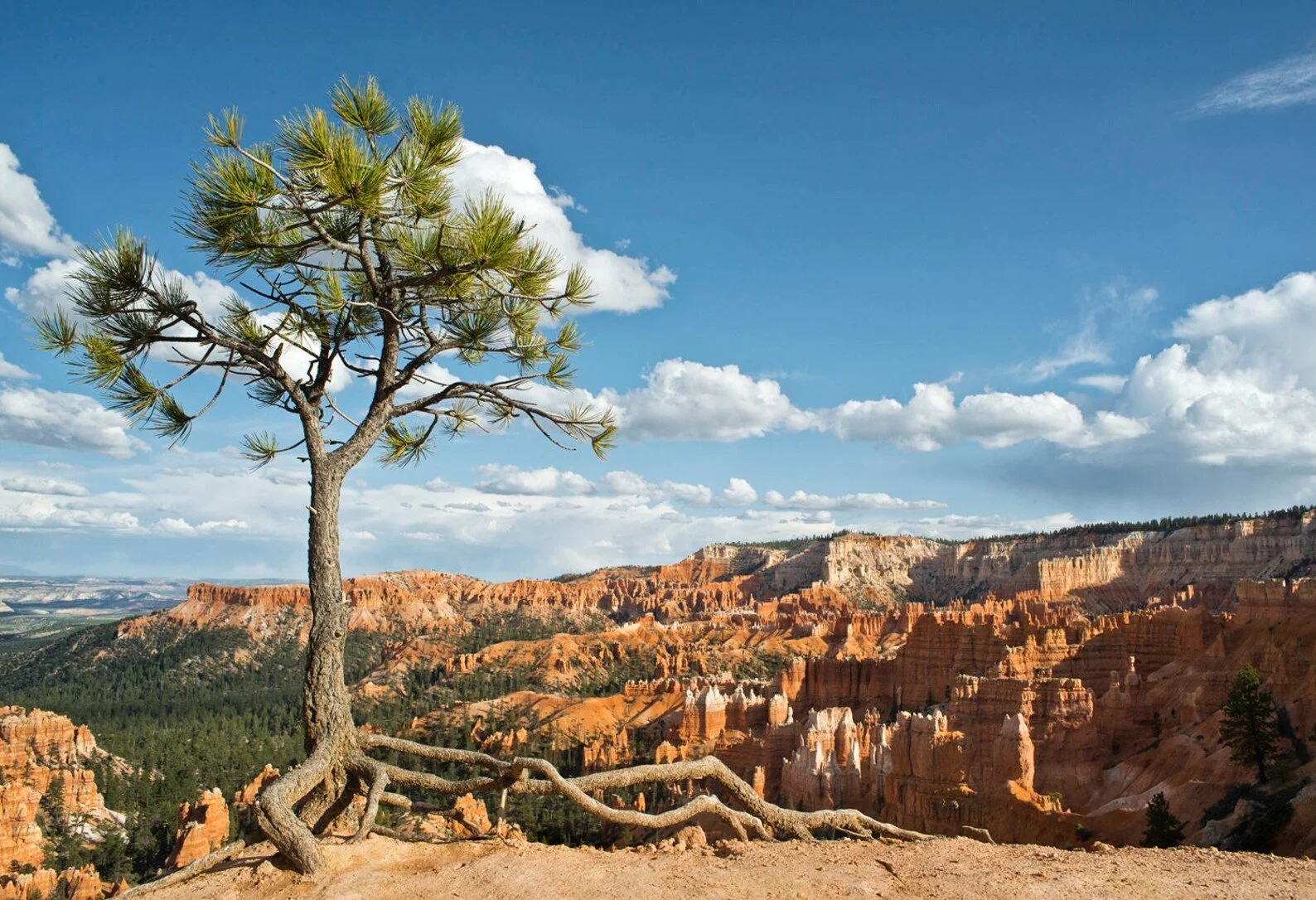Sunrise Point, Bryce Canyon National Park, Utah, Hoodoos, American South West, Photography Print, Signed Wall Art by James Katt Photography

This photo was taken at "Sunrise Point" in Bryce Canyon National Park. Bryce Canyon National Park is a very u