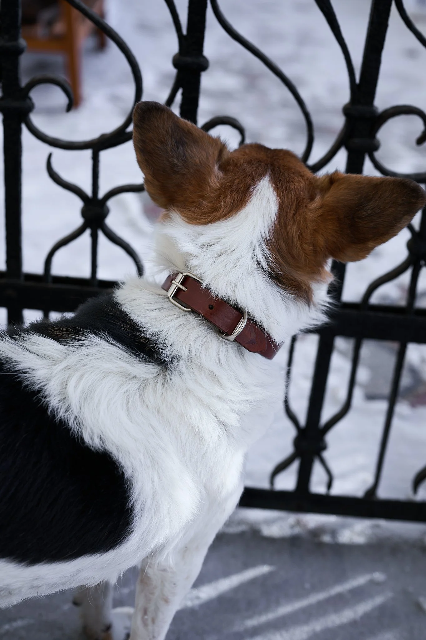 Rustfalcon2026NIKON Z 8_NIKKOR Z 50mm f-1.8 S_0055.jpg