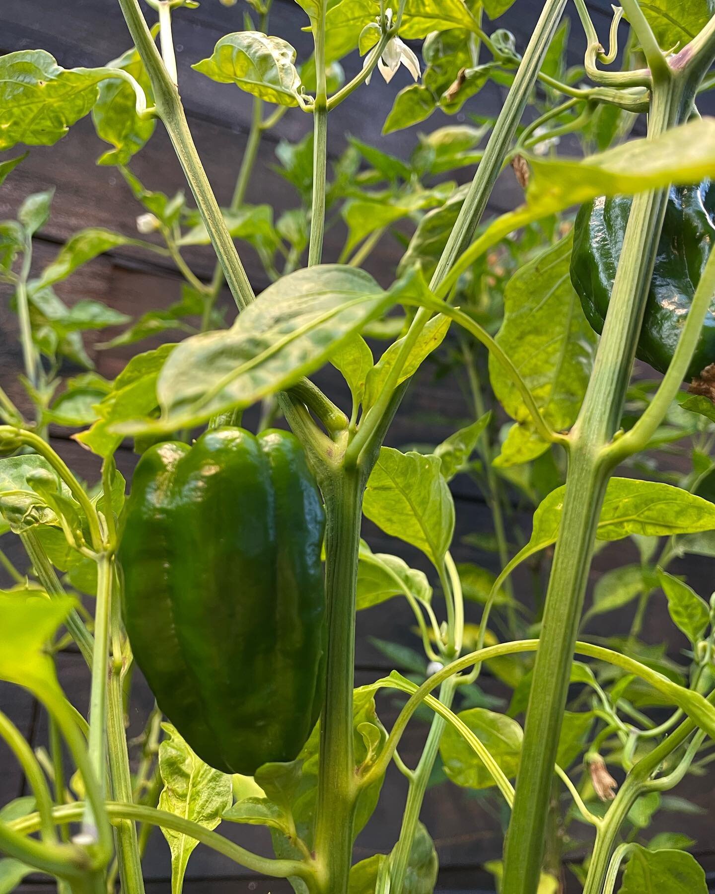 Padron Peppers are usually used for tapas in Spain, but I&rsquo;m growing them! 

Who remembers the Ol&eacute; sauce? Good news! I&rsquo;ll be making it this year. It will be a limited edition sauce with Pepper Queen grown Padron peppers, Jalape&ntil